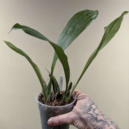 Coelogyne Lyme Bay 'Burnham'