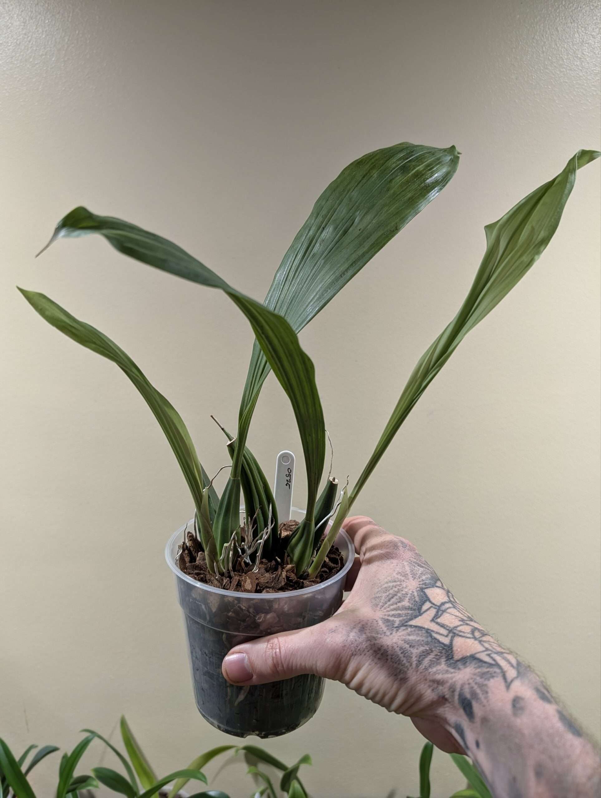 Coelogyne Lyme Bay 'Burnham'