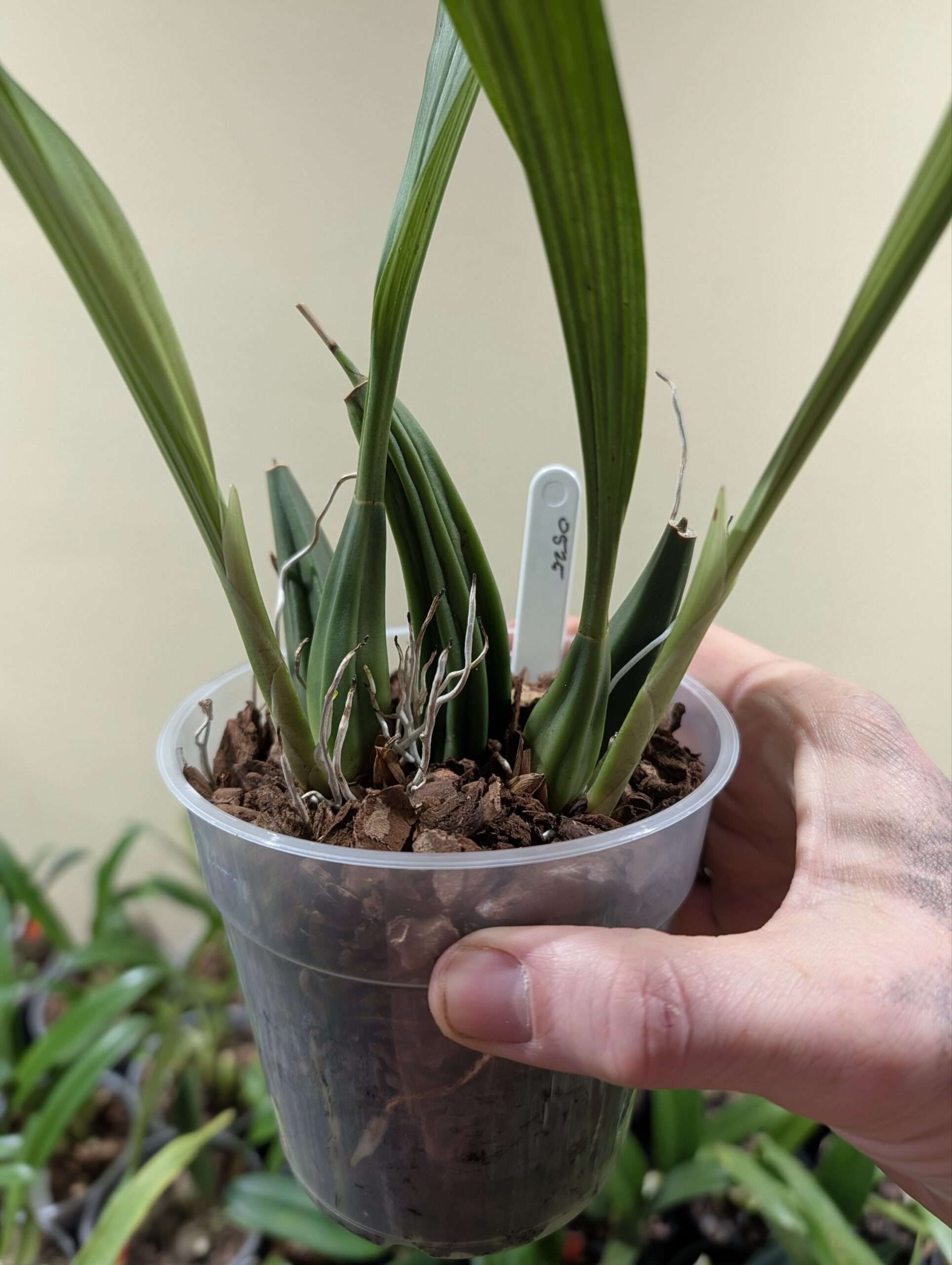 Coelogyne Lyme Bay 'Burnham' - Image 2