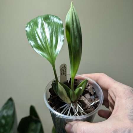 Coelogyne xyrekes ‘White’ 9cm