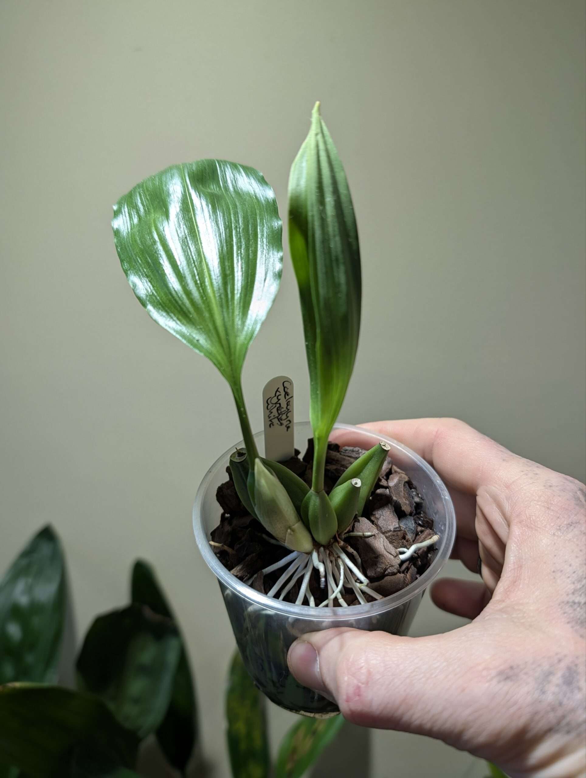 Coelogyne xyrekes ‘White’ 9cm