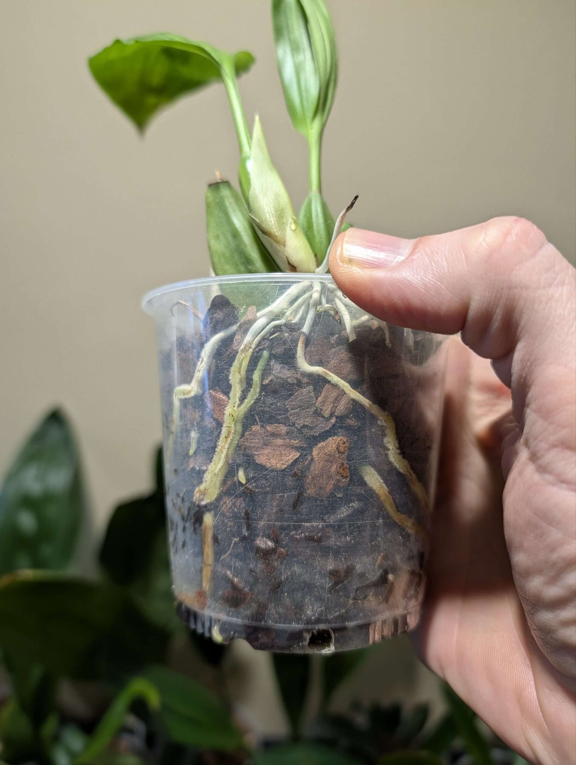 Coelogyne xyrekes ‘White’ 9cm - Image 2