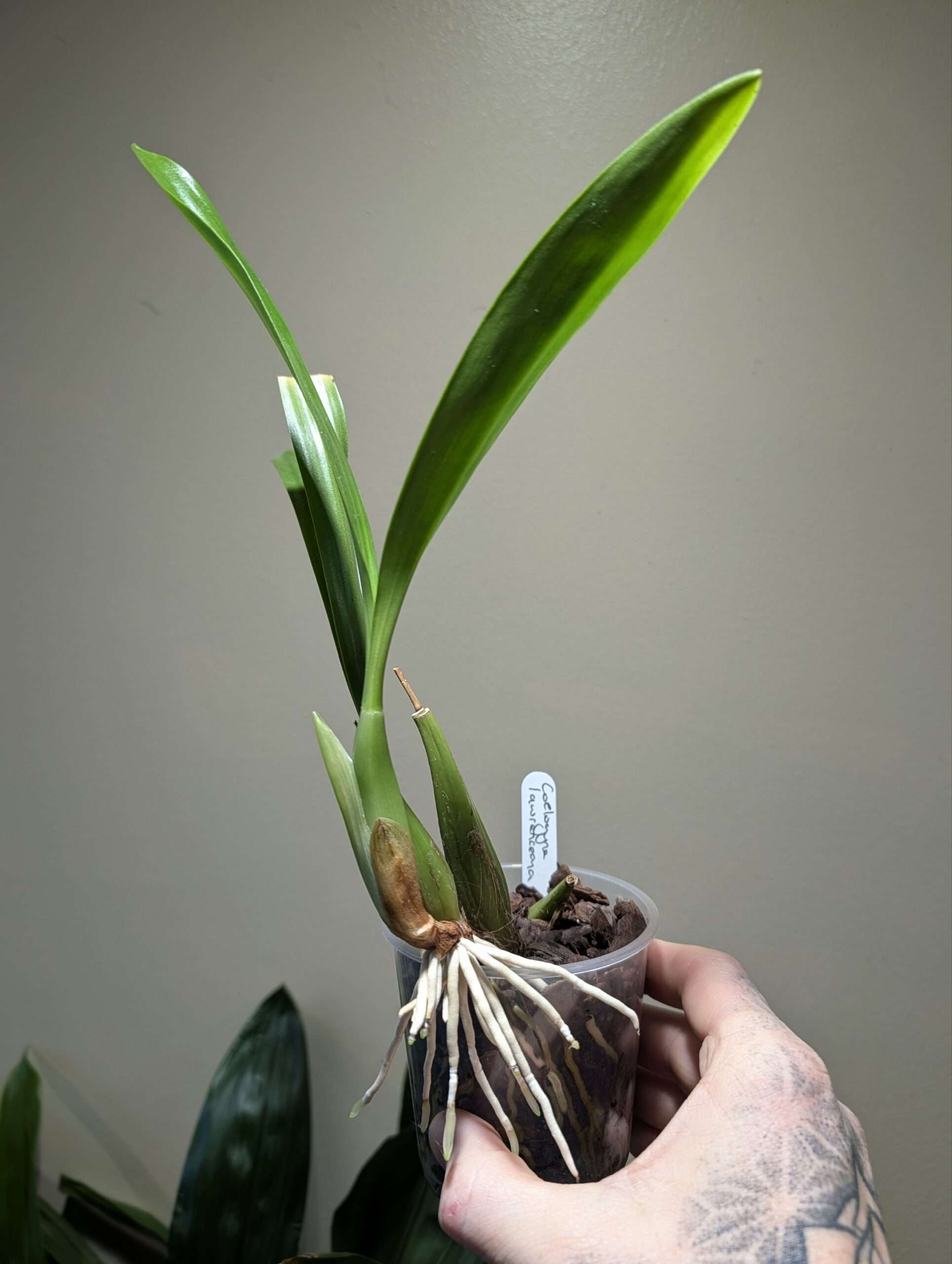 Coelogyne lawrenceana 9cm - Image 2