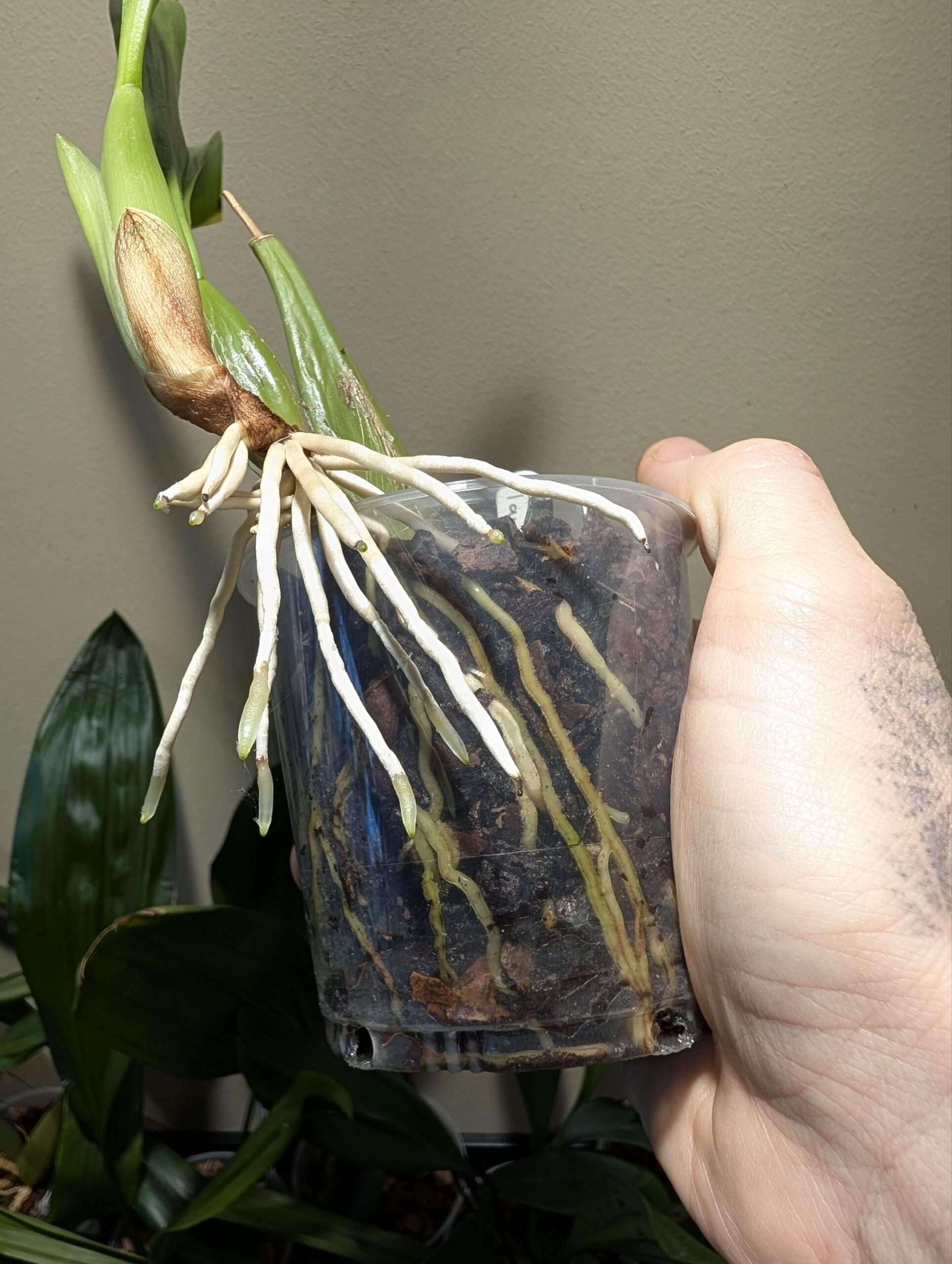 Coelogyne lawrenceana 9cm - Image 3