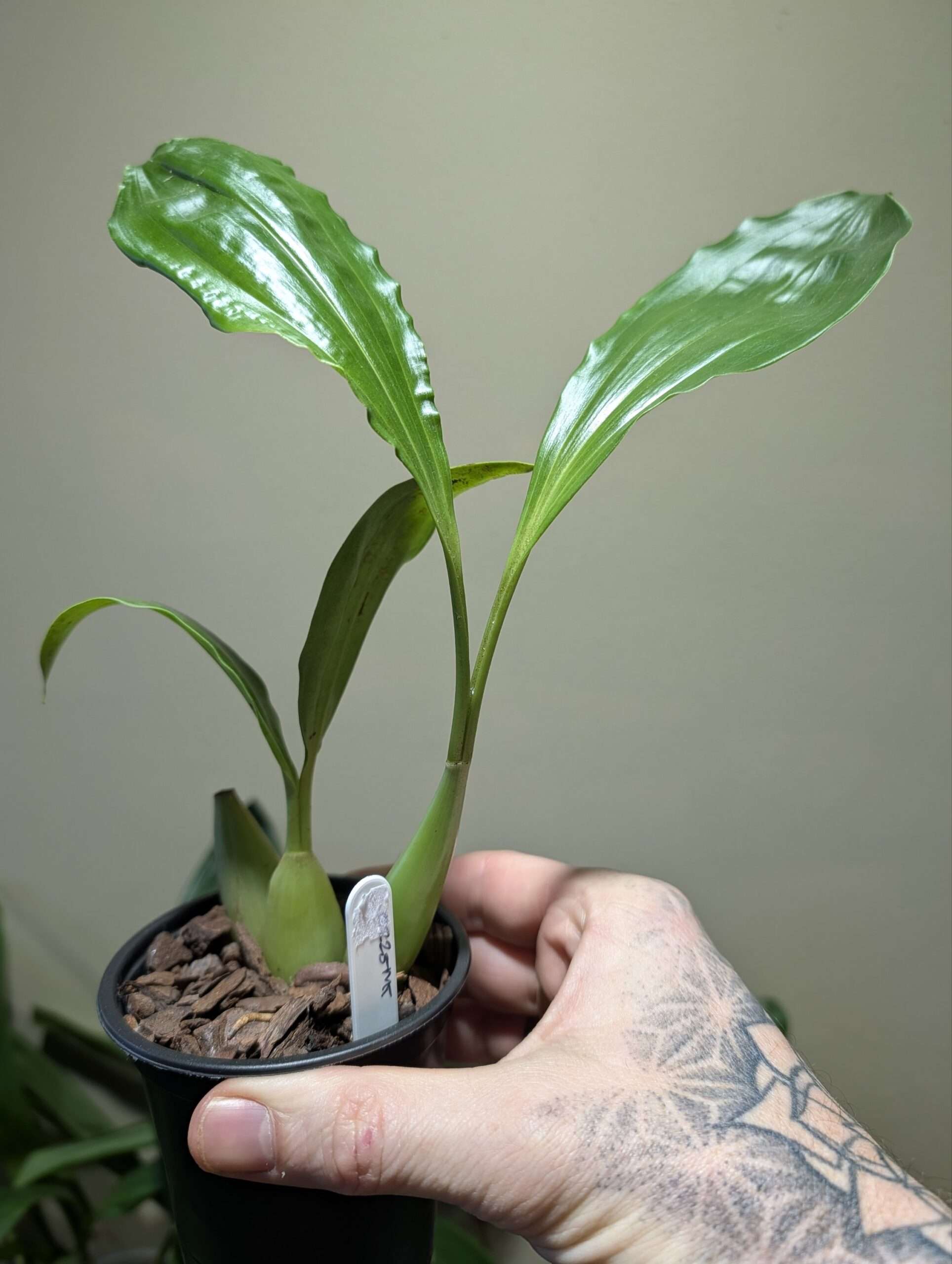 Coelogyne tomentosa 9cm - Image 2