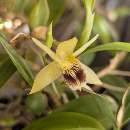 Coelogyne fimbriata 'karge'
