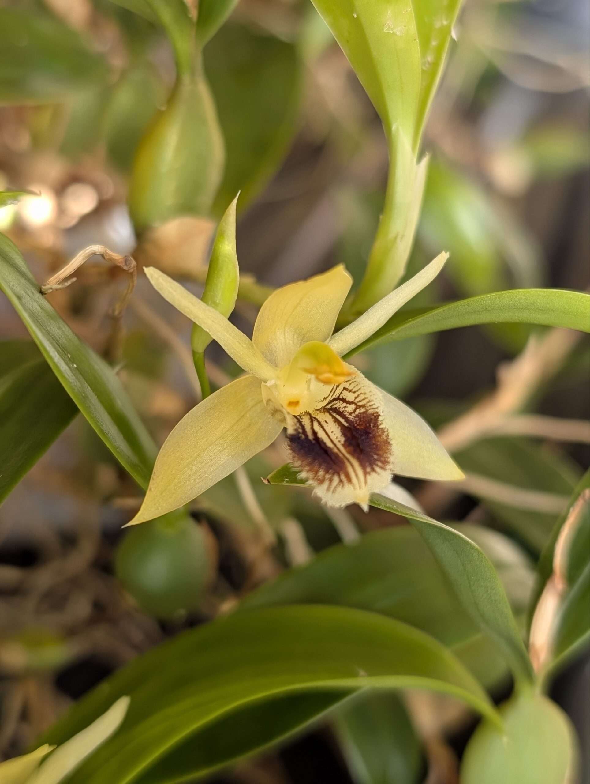 Coelogyne fimbriata 'karge'
