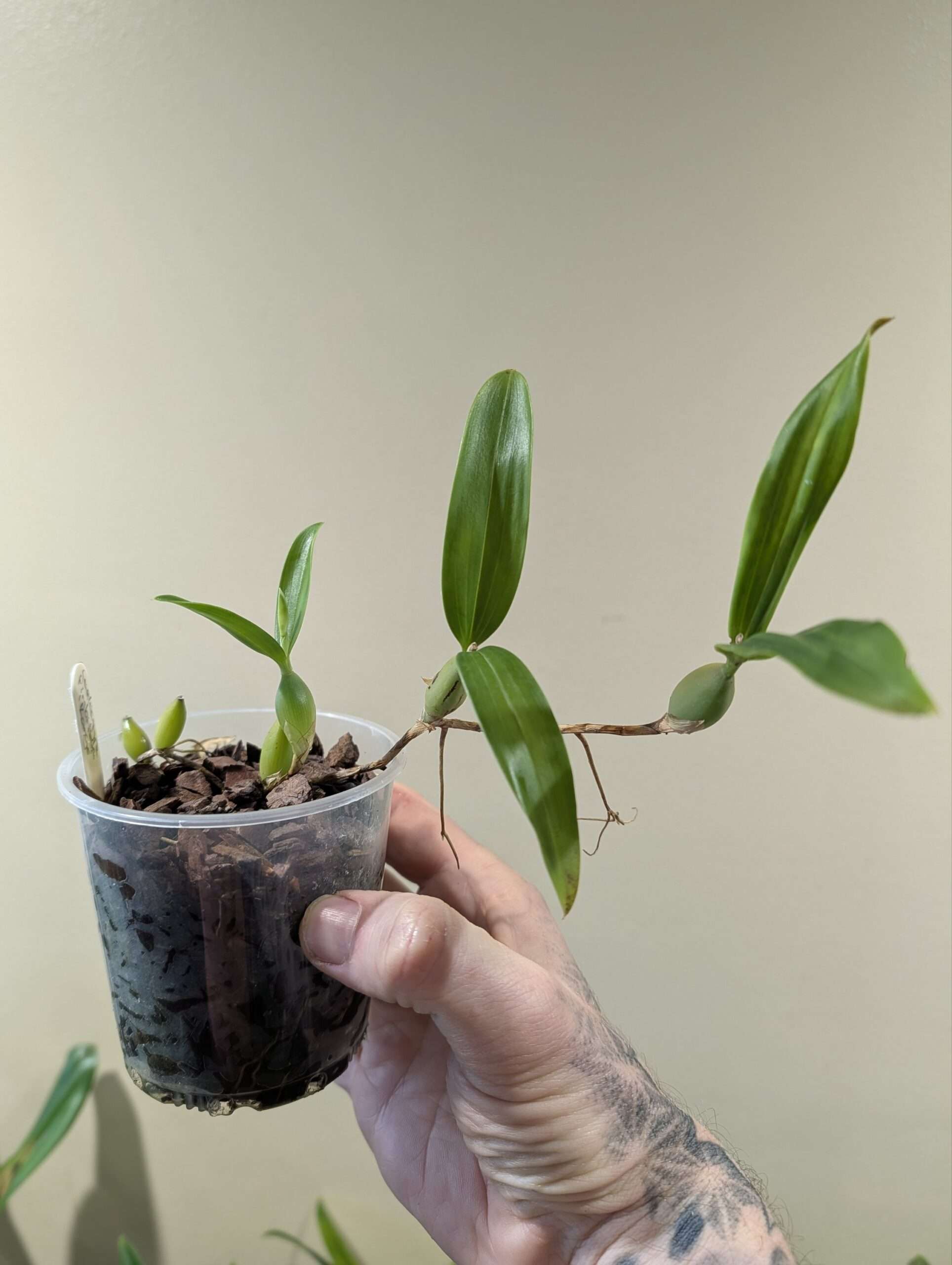 Coelogyne fimbriata 'karge' - Image 2