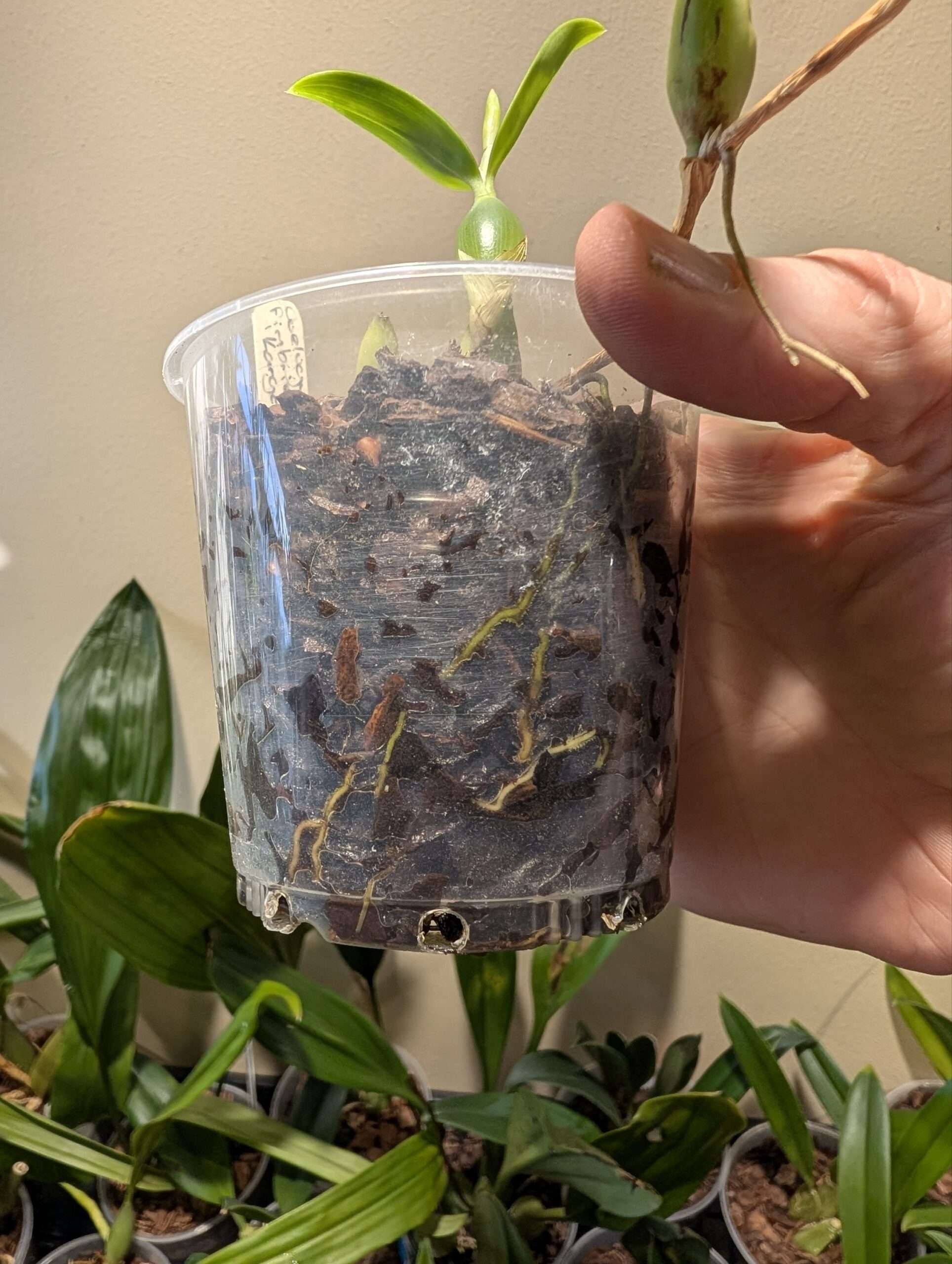 Coelogyne fimbriata 'karge' - Image 3