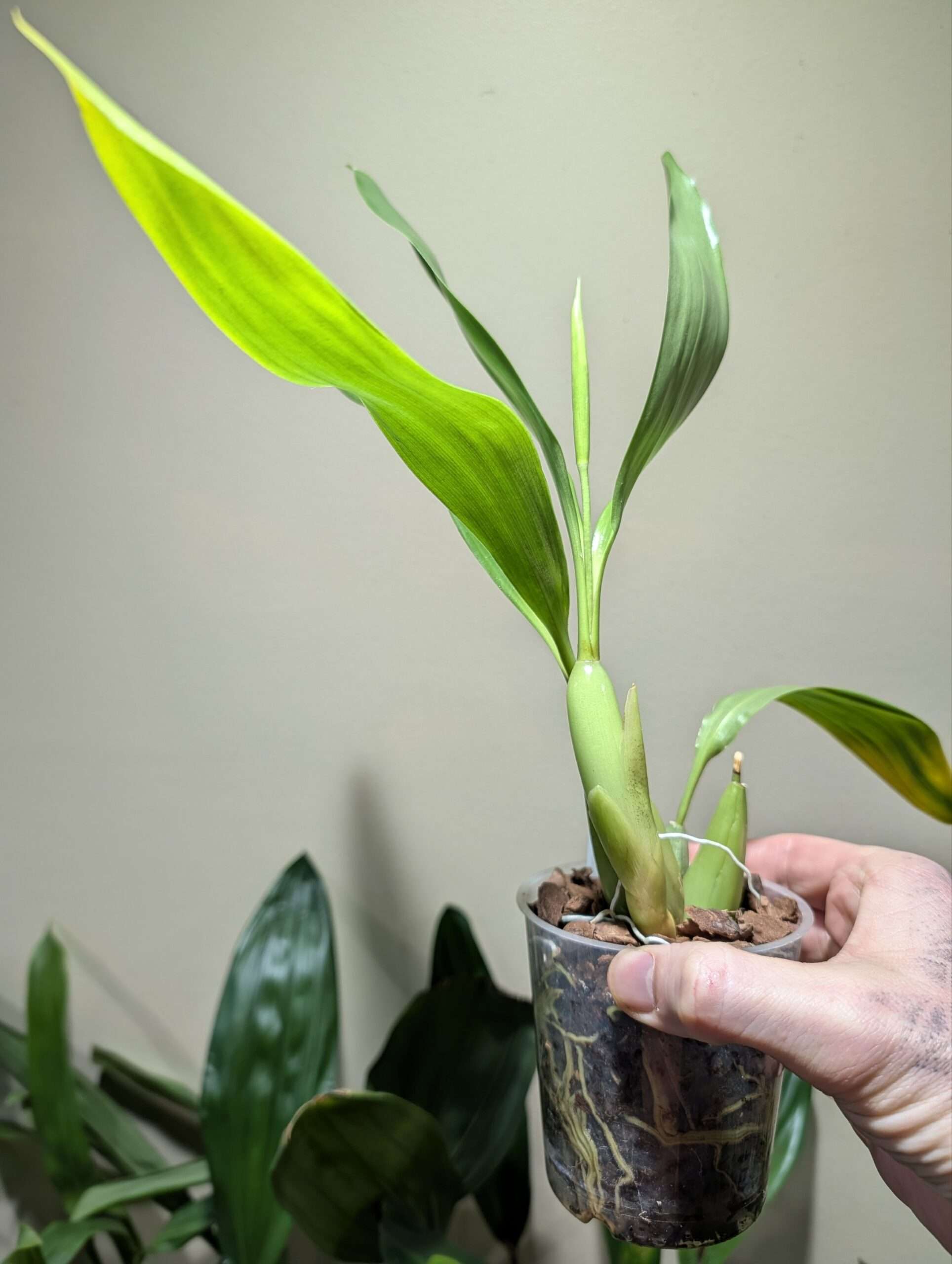 Coelogyne lawrenceana x punctulata 9cm - Image 4