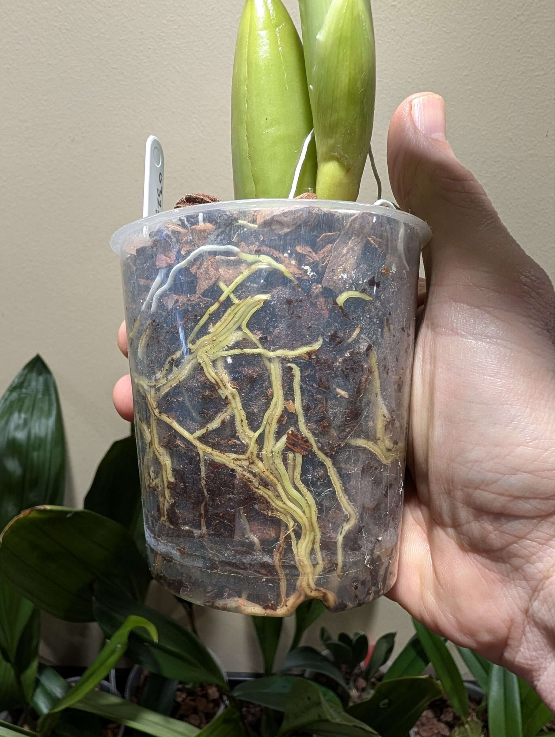 Coelogyne lawrenceana x punctulata 9cm - Image 3