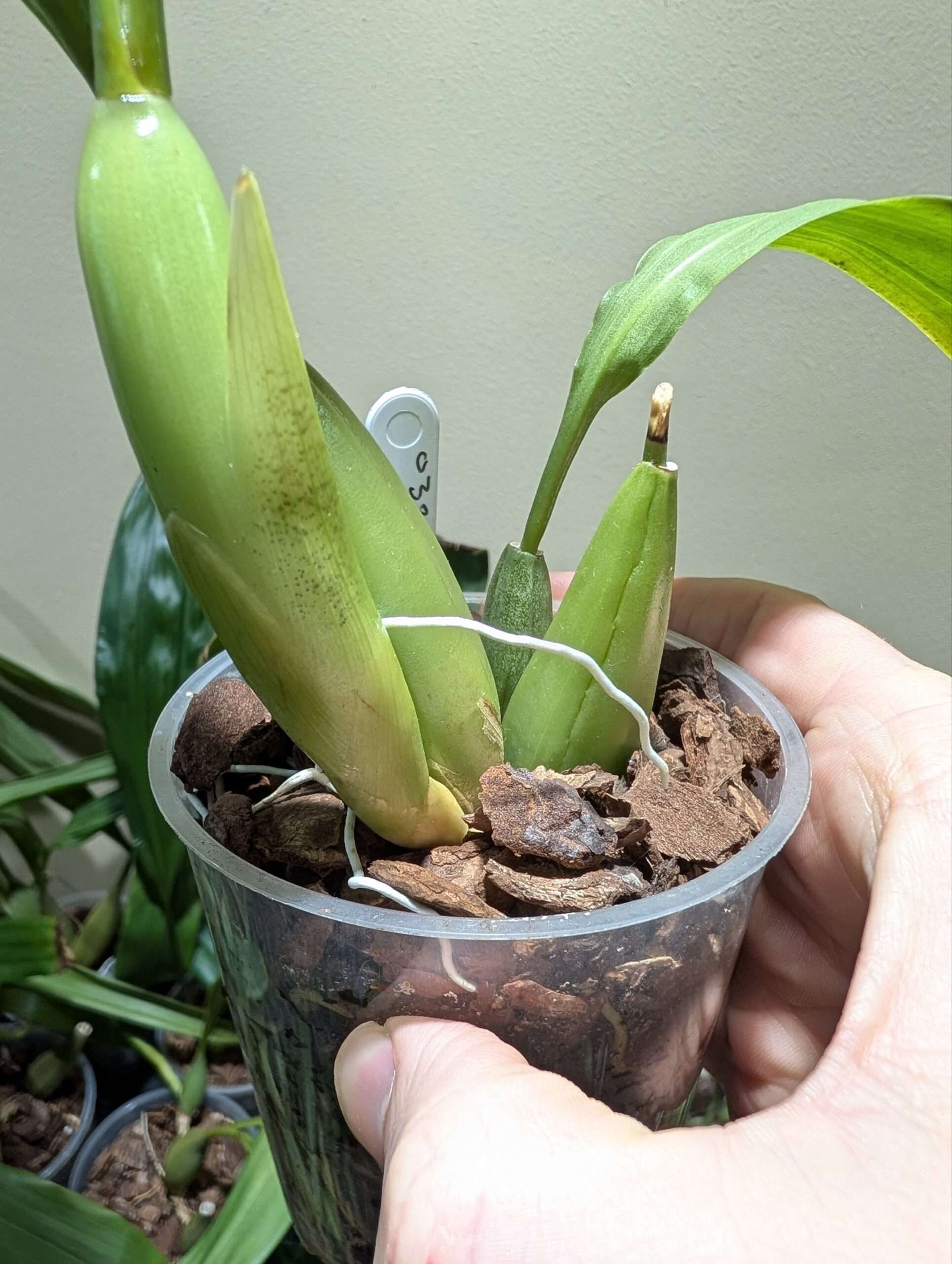 Coelogyne lawrenceana x punctulata 9cm - Image 2