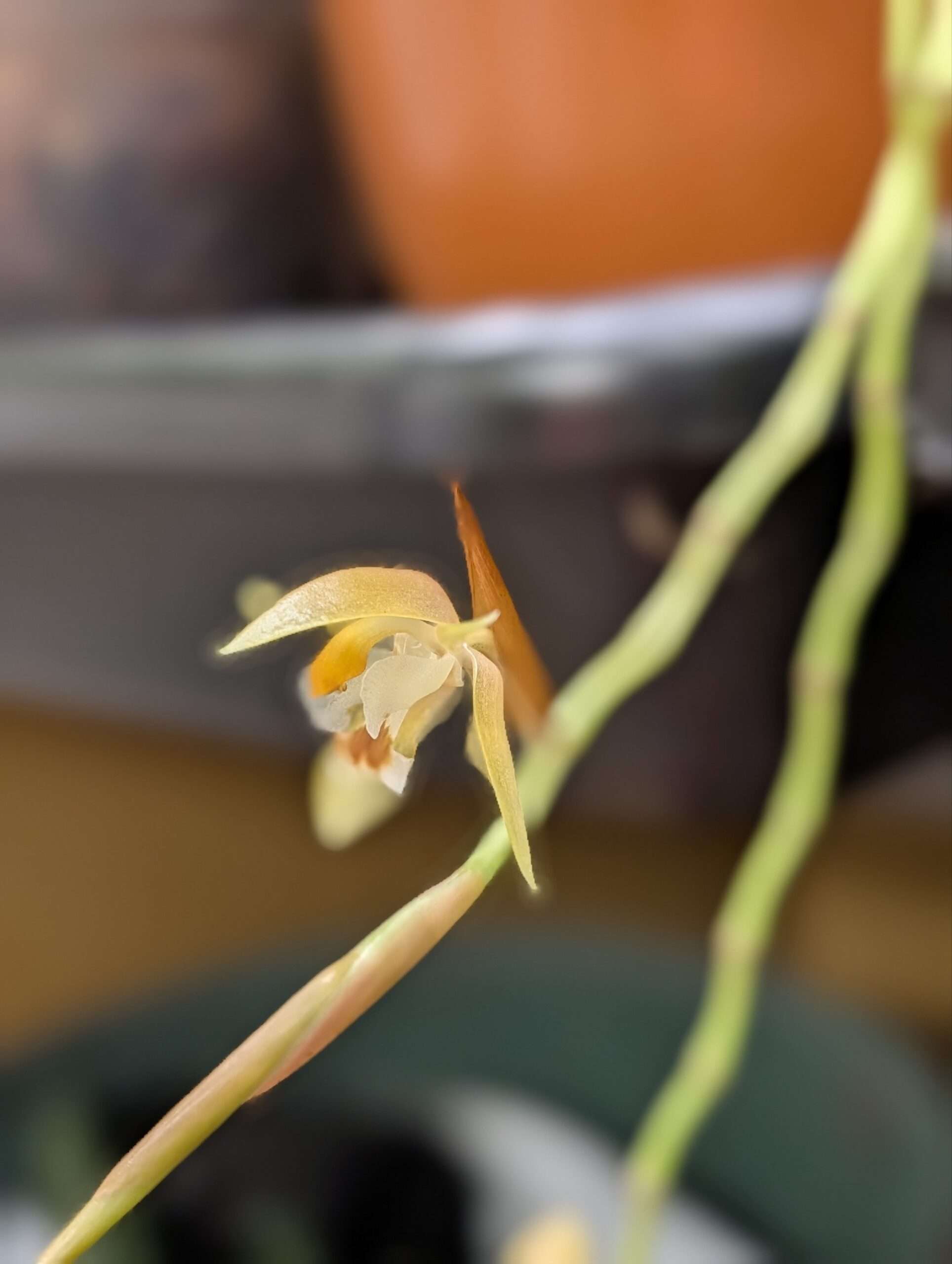 Coelogyne candoonensis 9cm