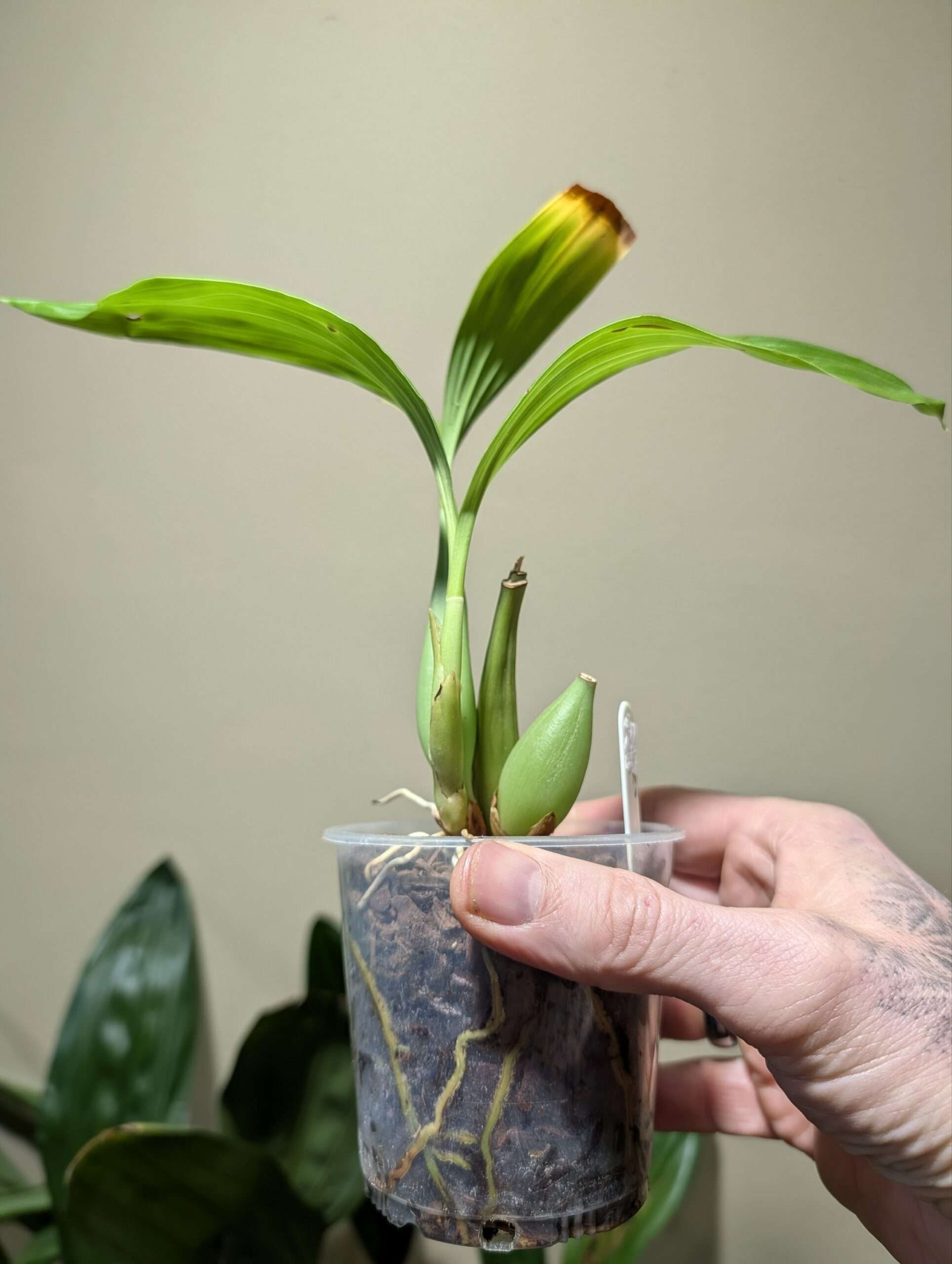 Coelogyne candoonensis 9cm - Image 2