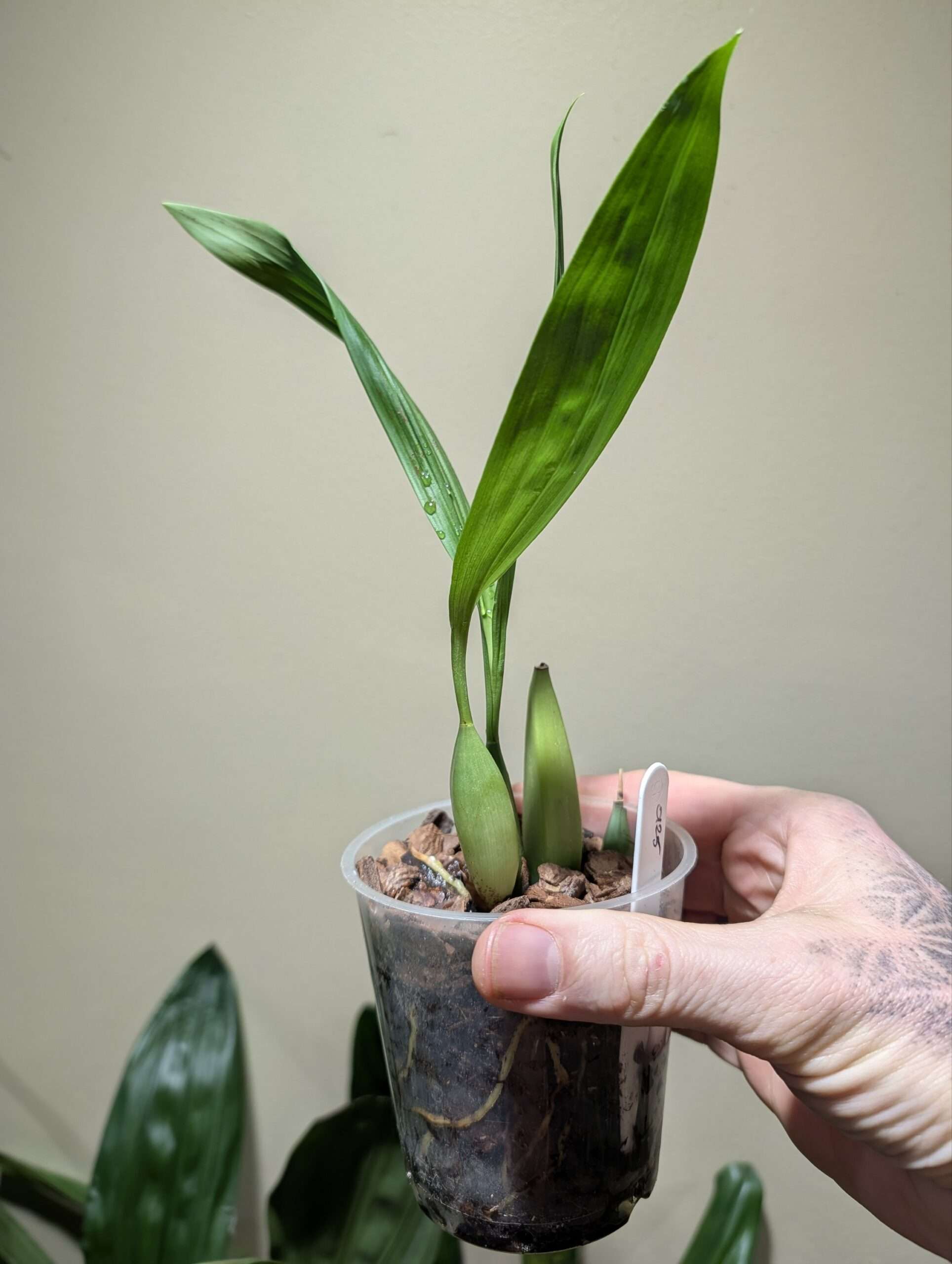 Coelogyne Taicia 9cm - Image 2