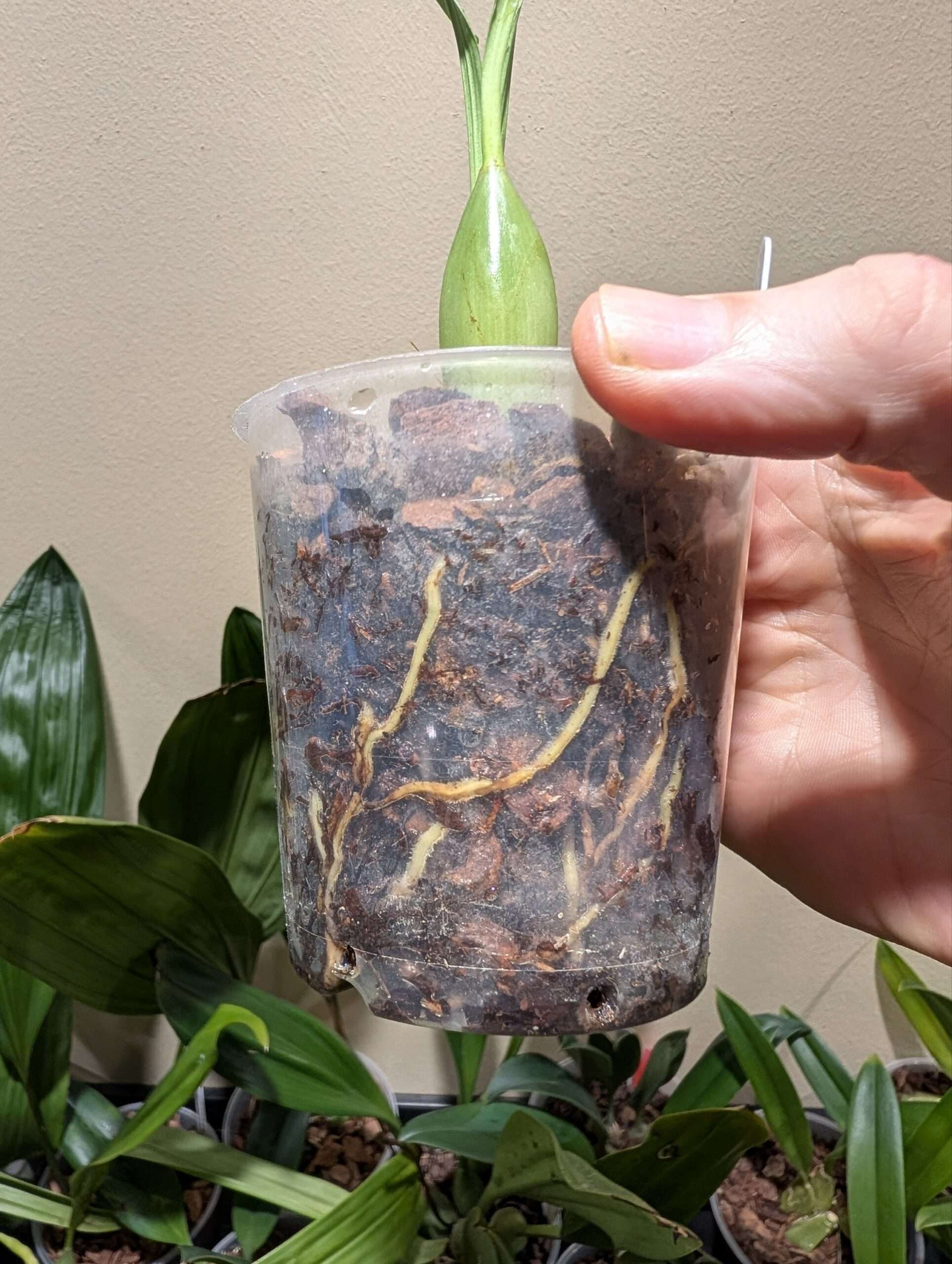 Coelogyne Taicia 9cm - Image 3