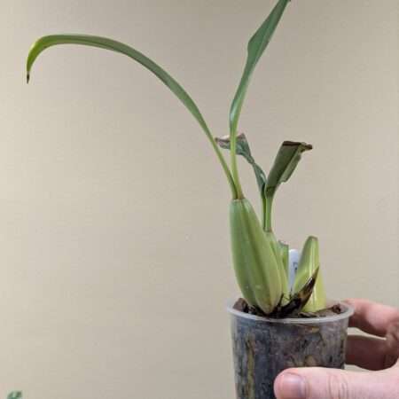 Coelogyne flaccida 'Becky Falls'