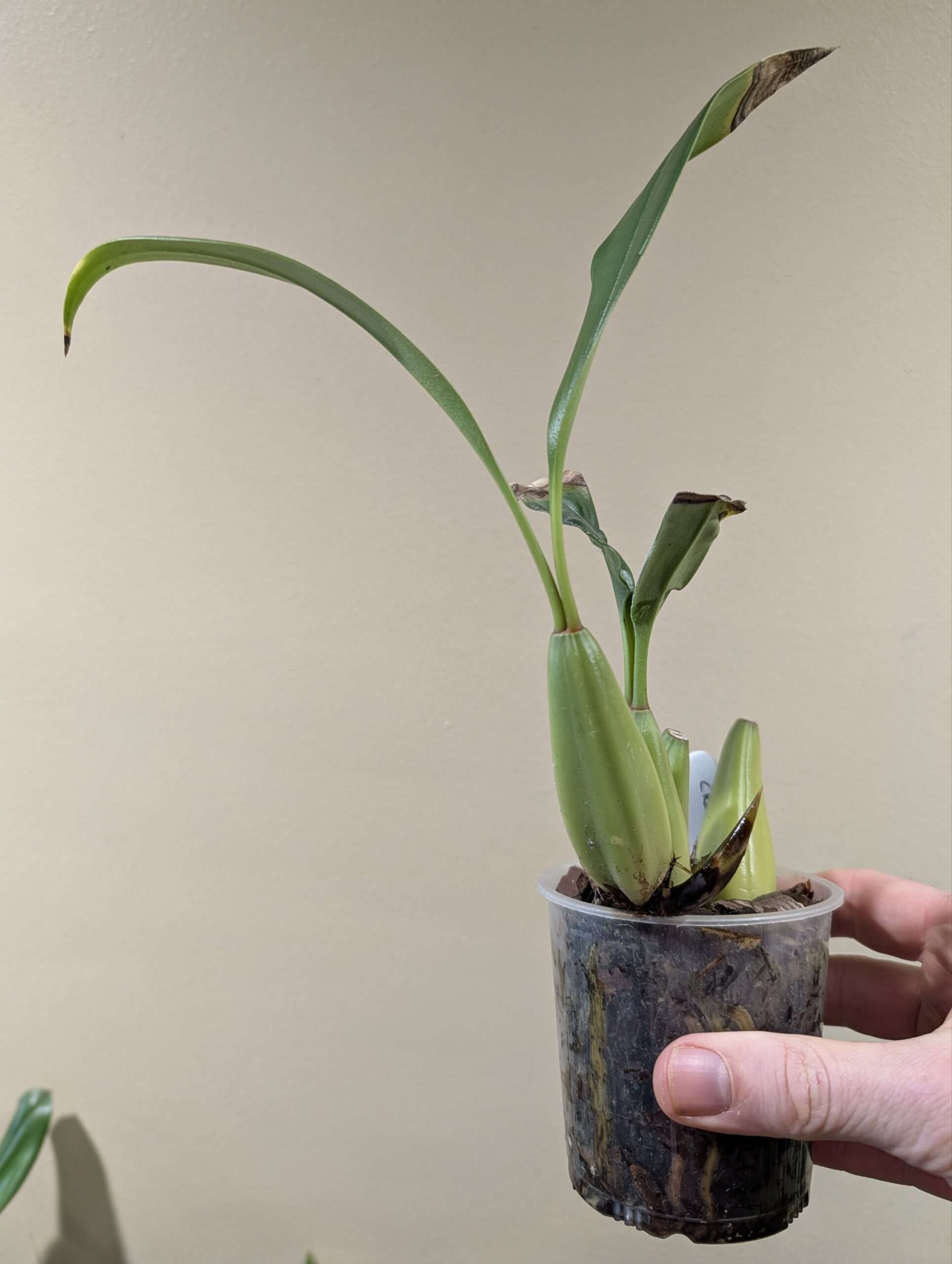 Coelogyne flaccida 'Becky Falls'