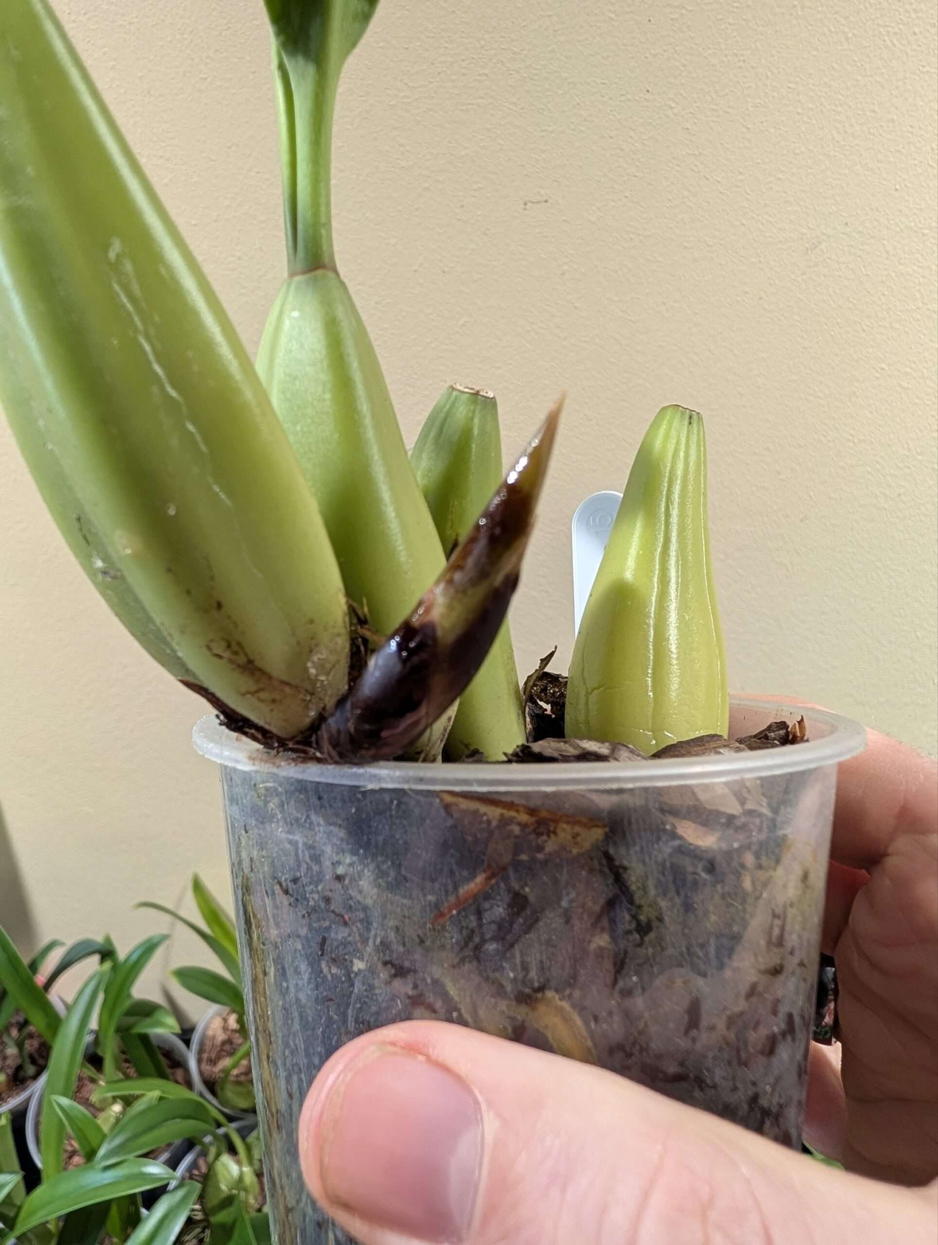 Coelogyne flaccida 'Becky Falls' - Image 2