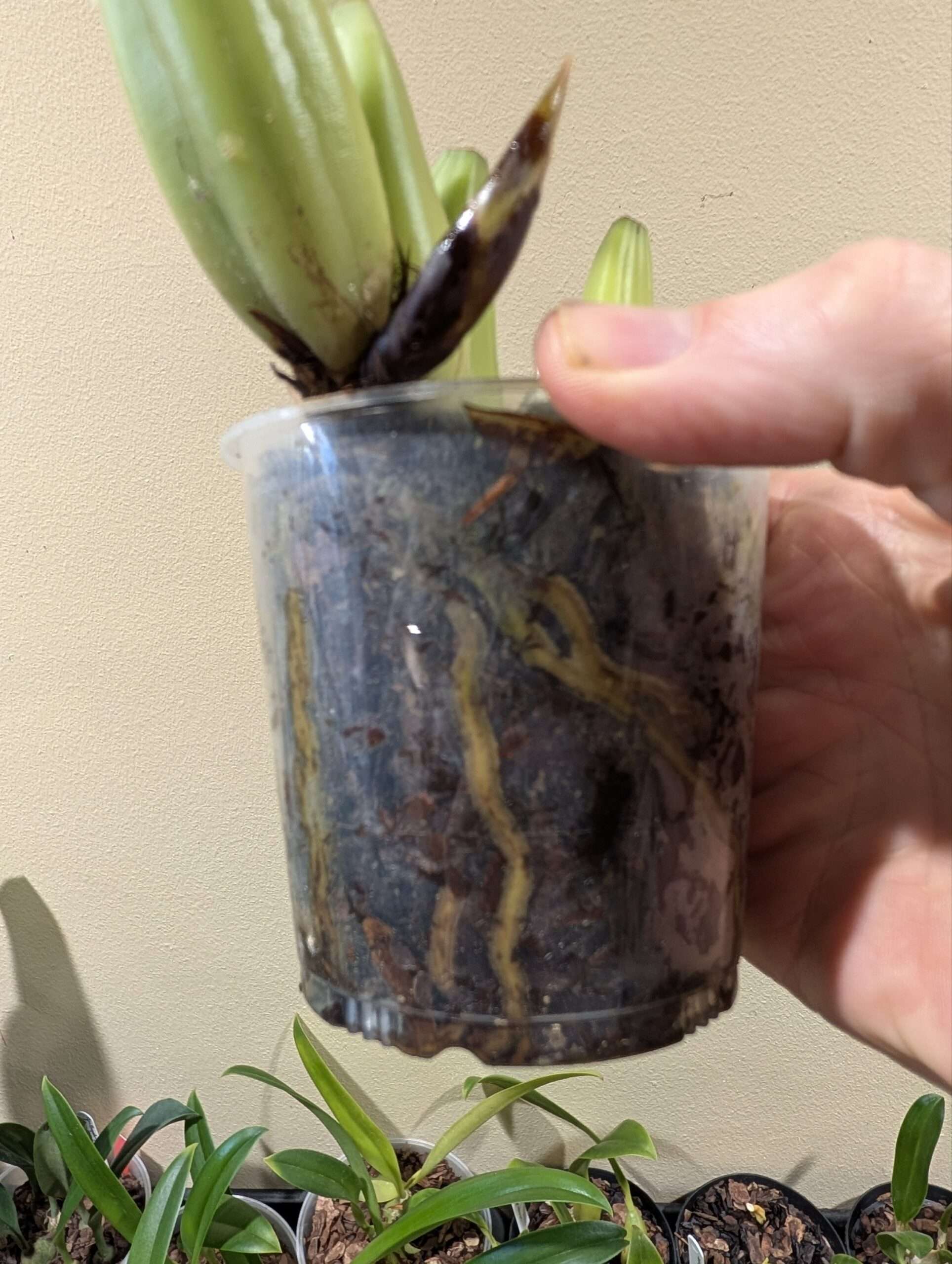 Coelogyne flaccida 'Becky Falls' - Image 3