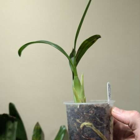 Coelogyne flexuosa 9cm