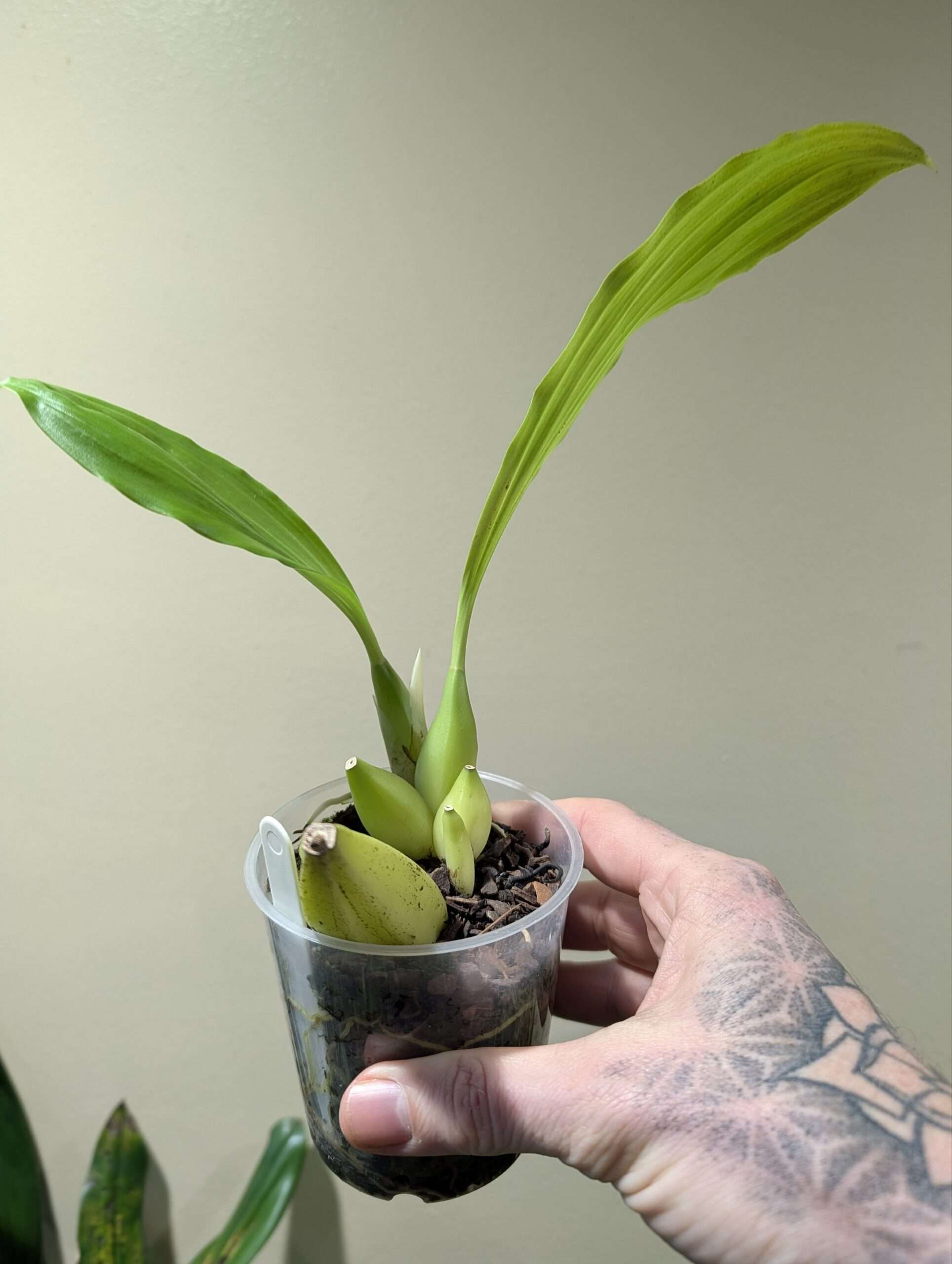 Coelogyne celebensis 9cm