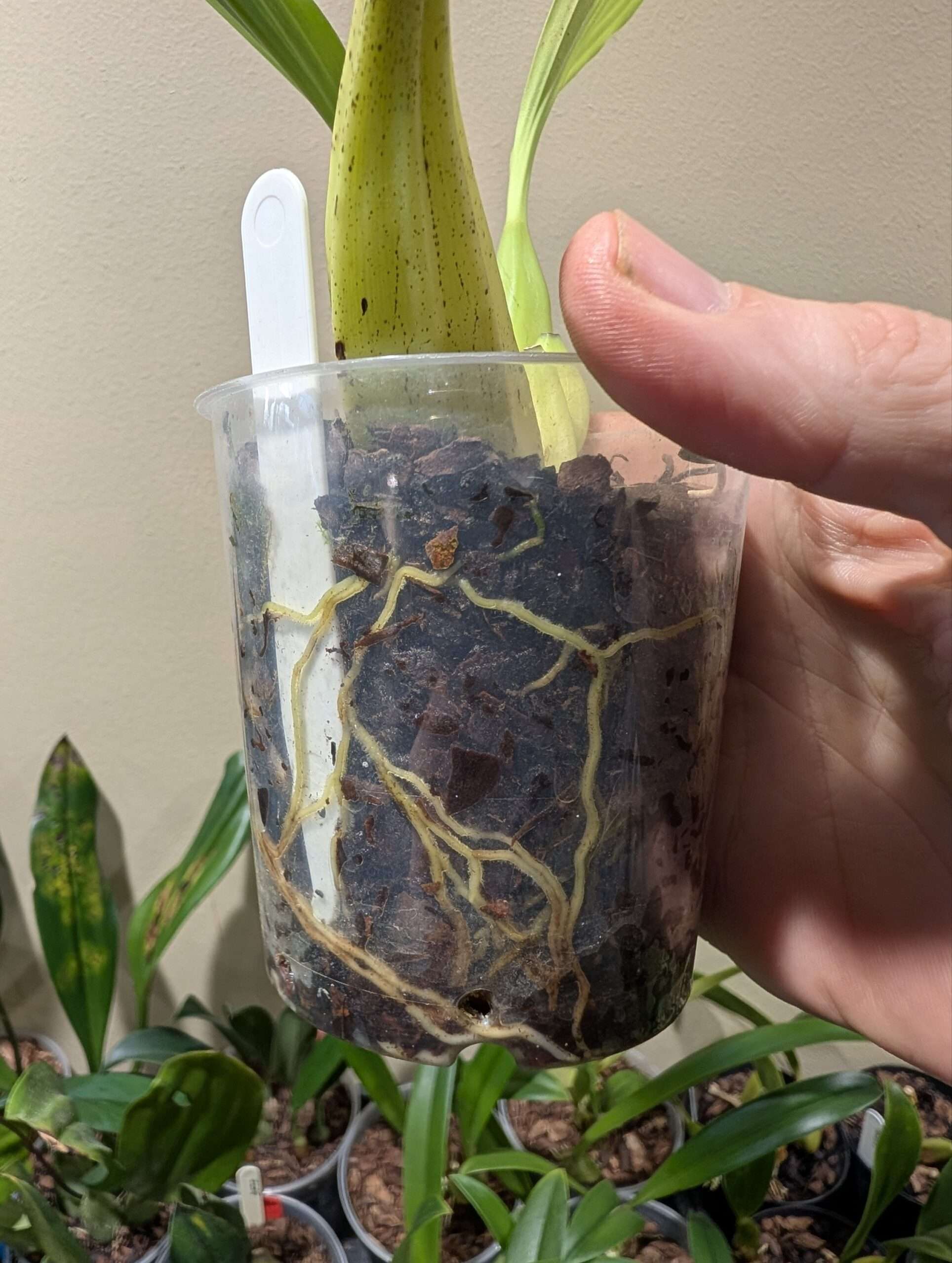 Coelogyne celebensis 9cm - Image 2