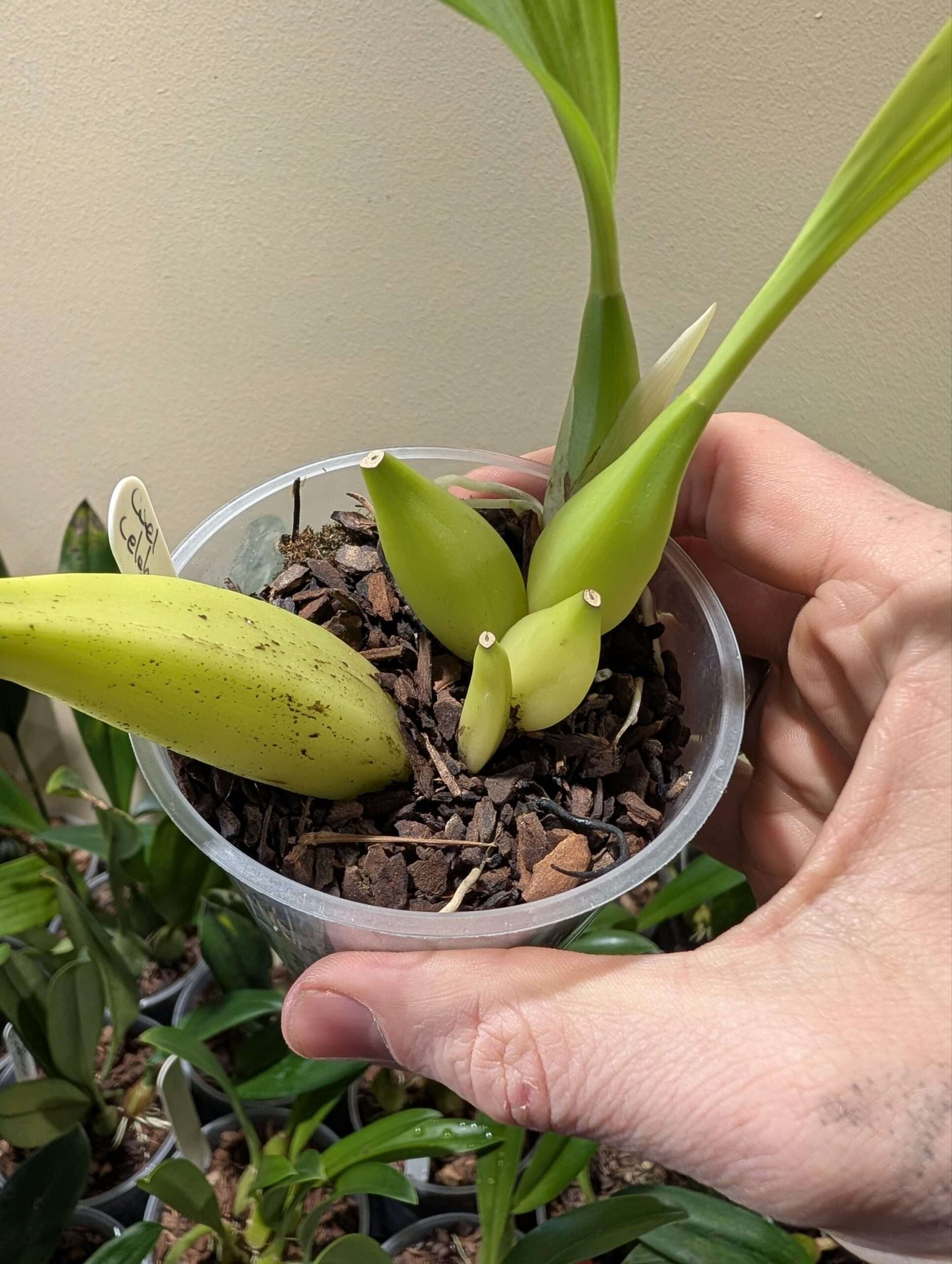 Coelogyne celebensis 9cm - Image 3
