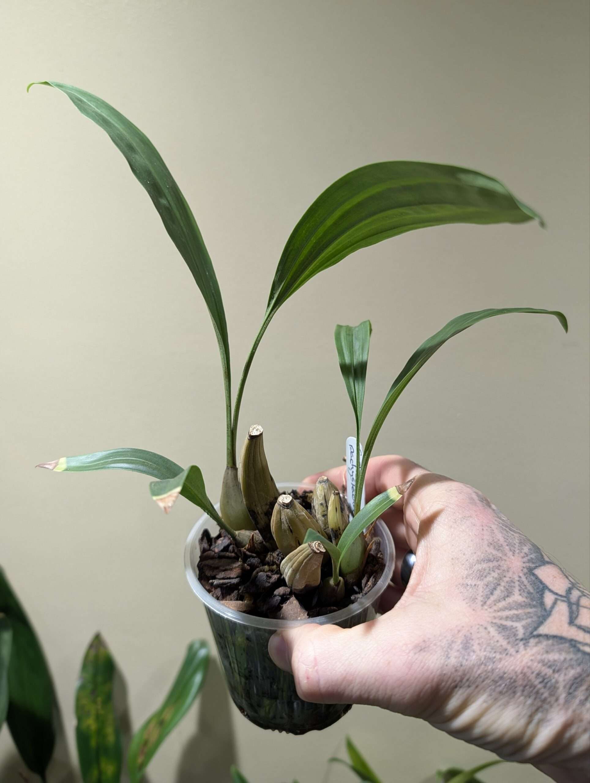Coelogyne pachystachya 9cm - Image 3