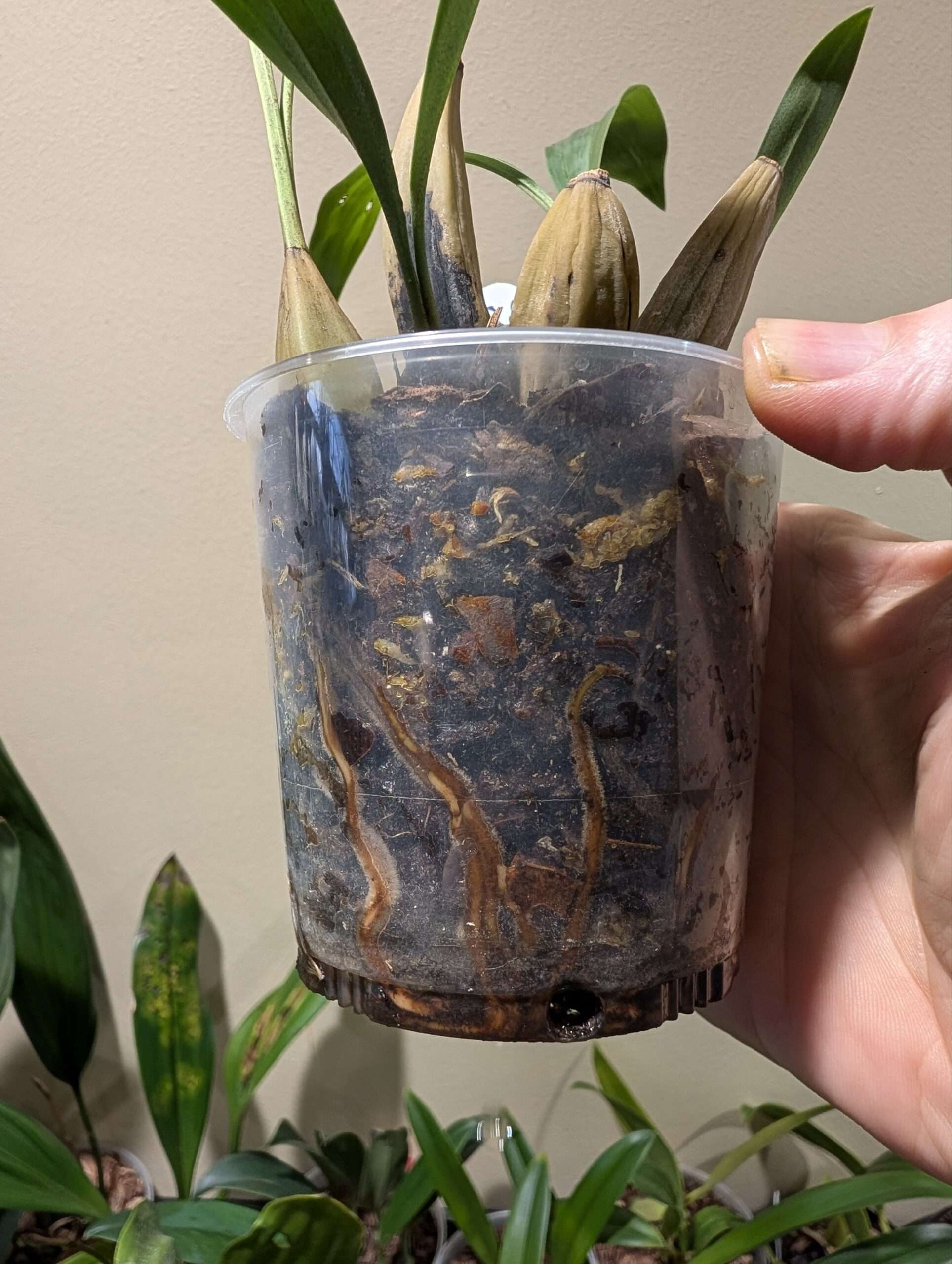 Coelogyne pachystachya 9cm - Image 4