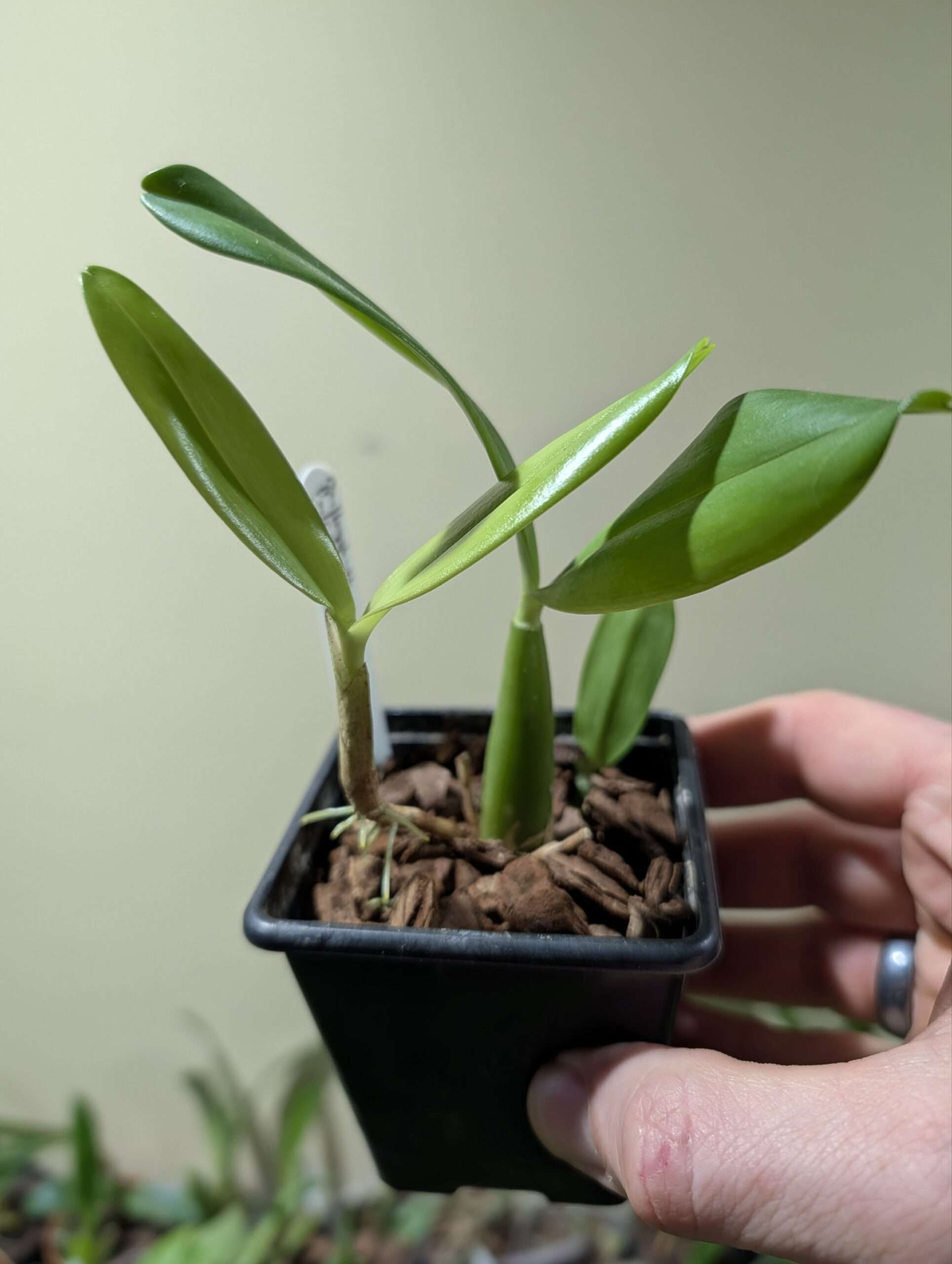 Bulbophyllum falcatum var. velutinum - Image 2