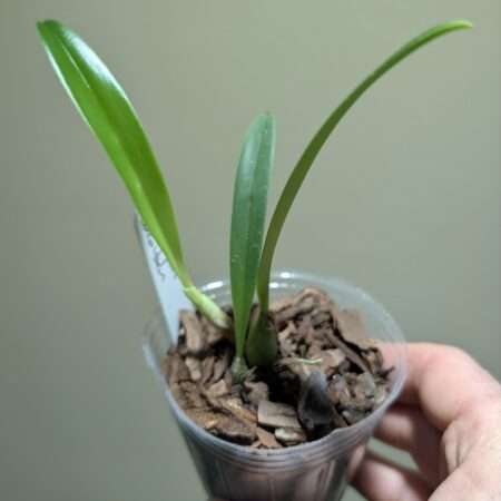 Bulbophyllum cocoinum 7cm