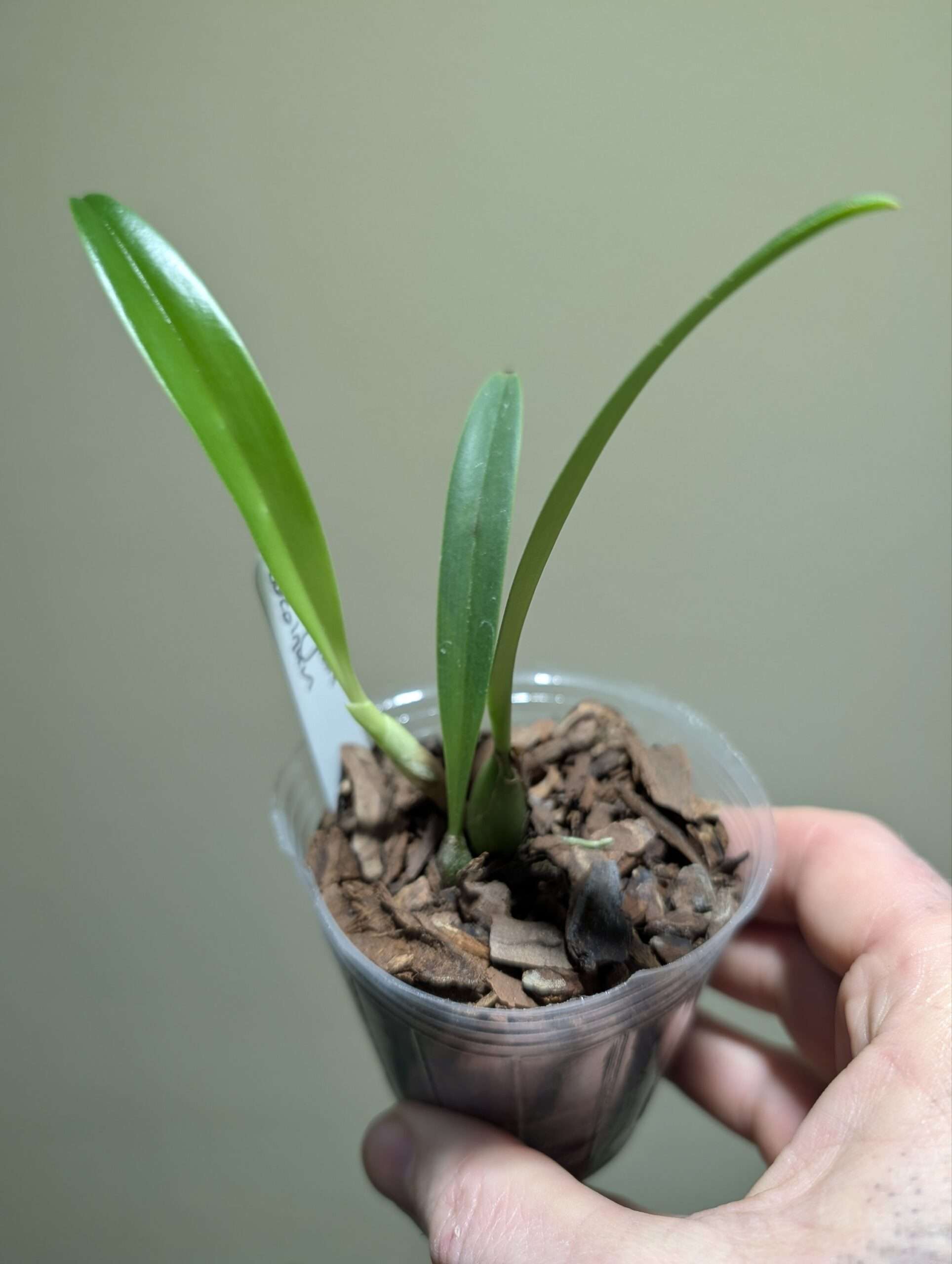 Bulbophyllum cocoinum 7cm