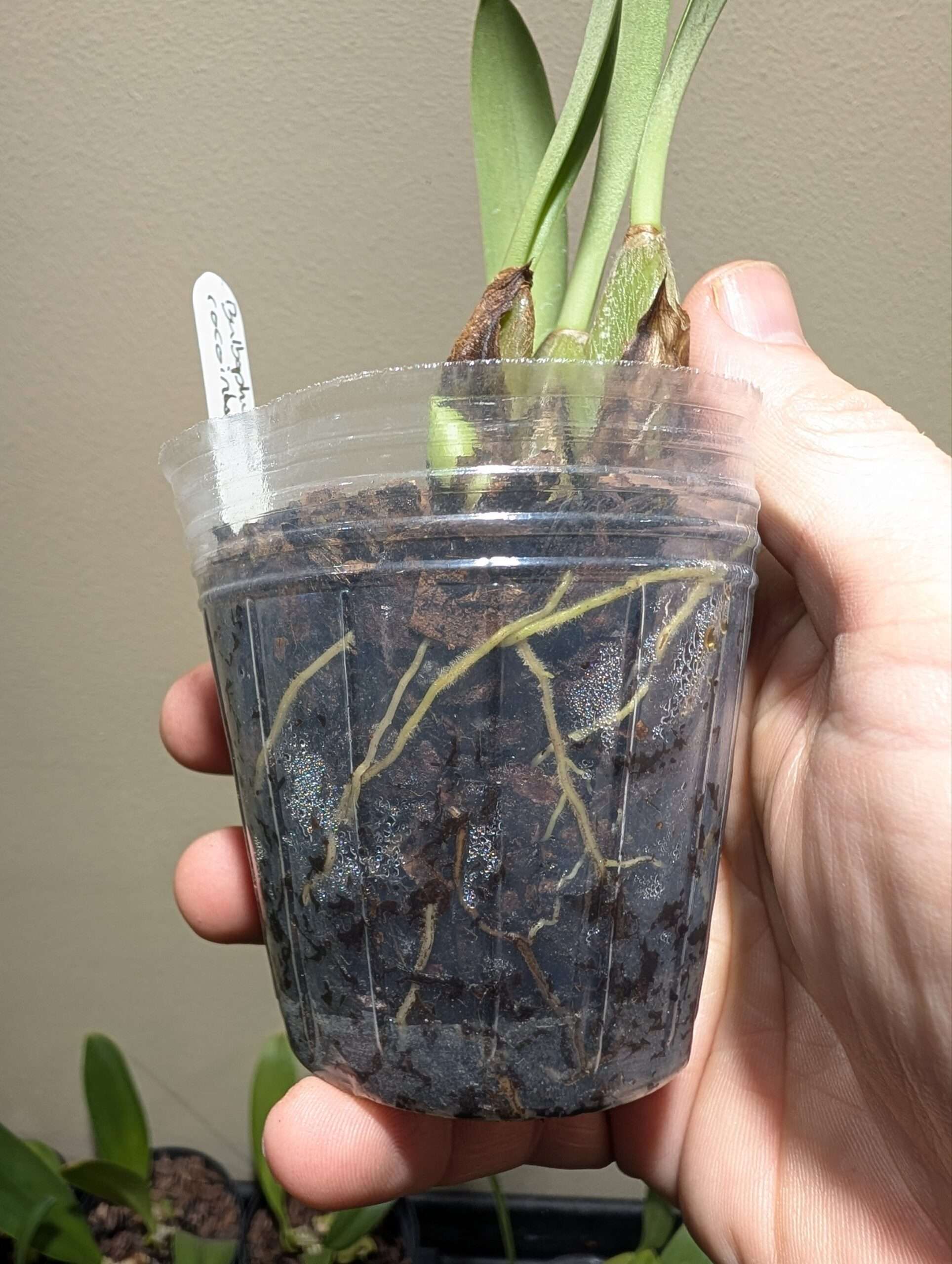 Bulbophyllum cocoinum 7cm - Image 2