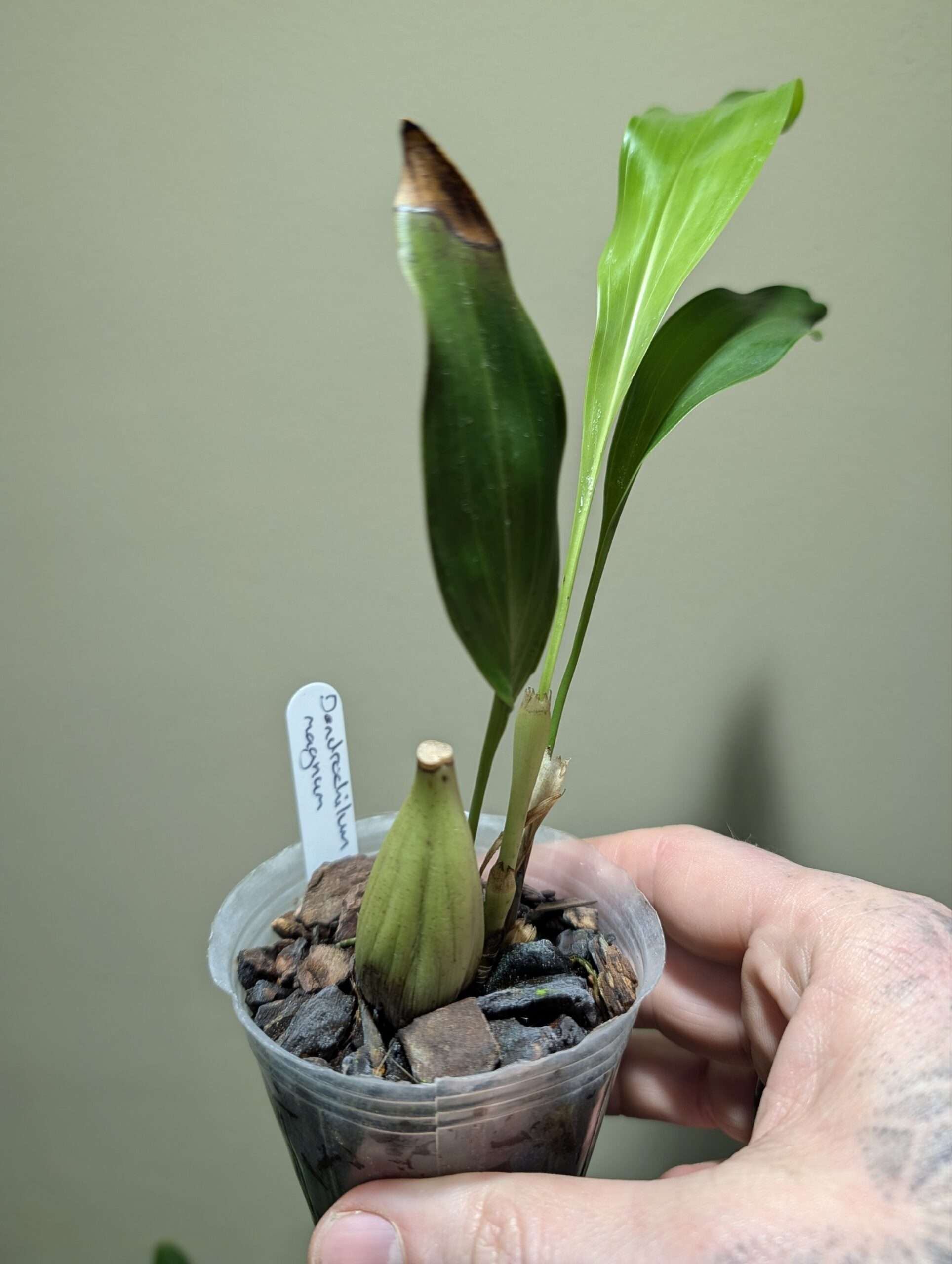 Dendrochilum magnum 7cm backbulb division - Image 2