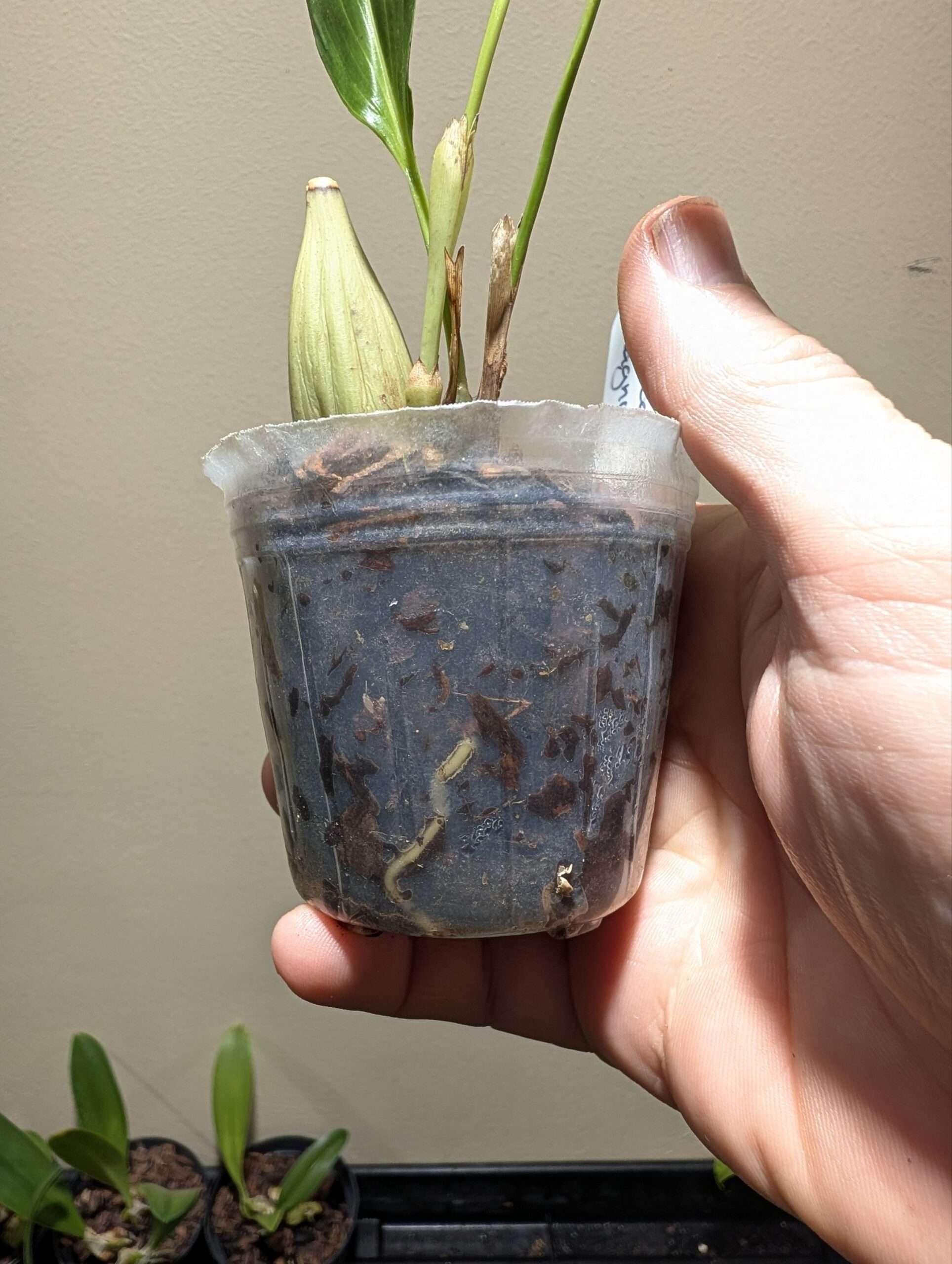 Dendrochilum magnum 7cm backbulb division - Image 4