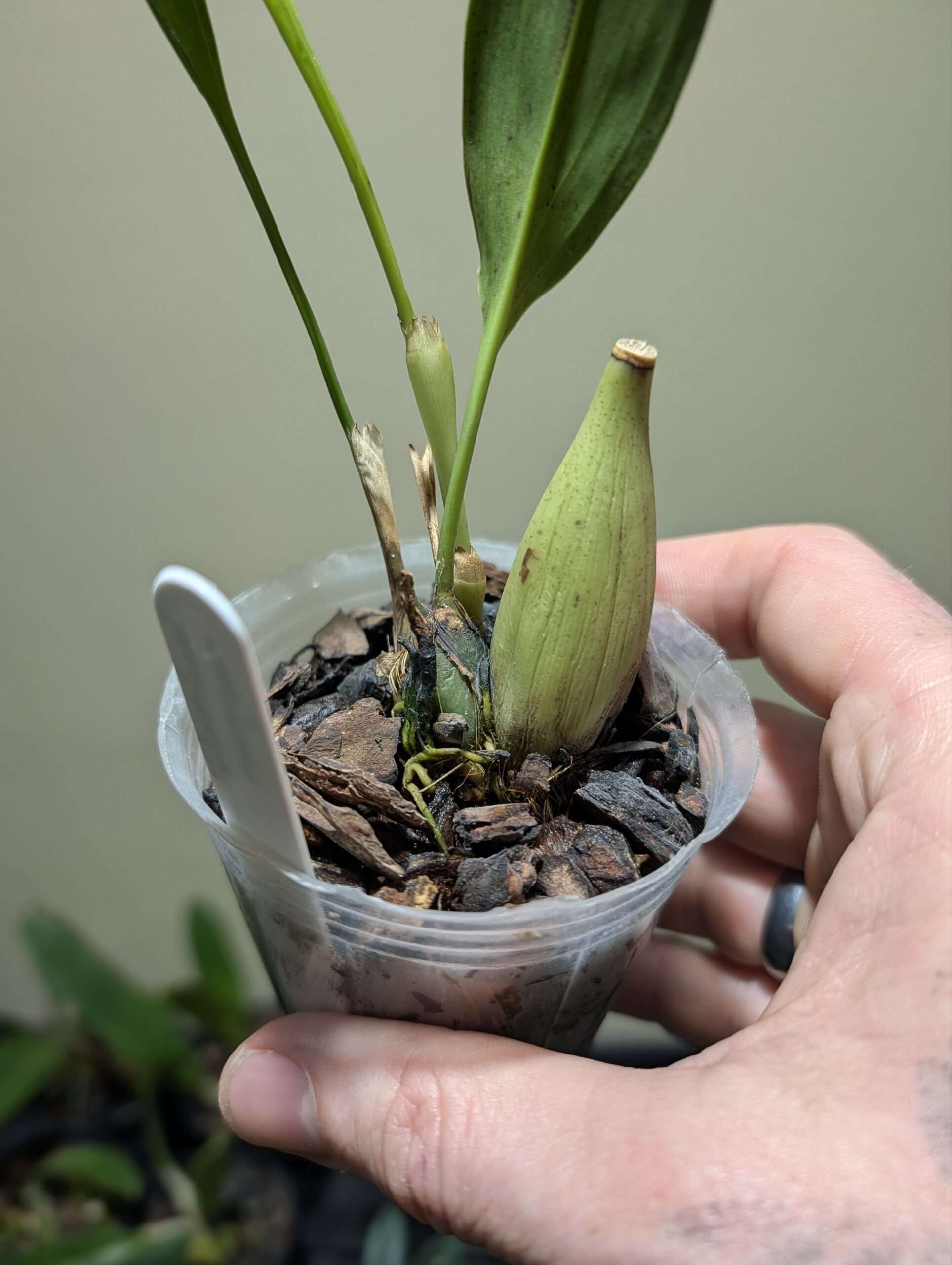 Dendrochilum magnum 7cm backbulb division - Image 3