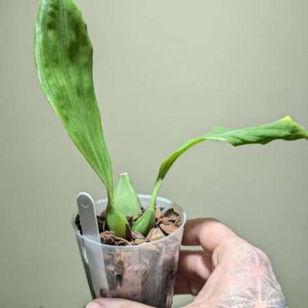 Coelogyne speciosa 7cm backbulb division