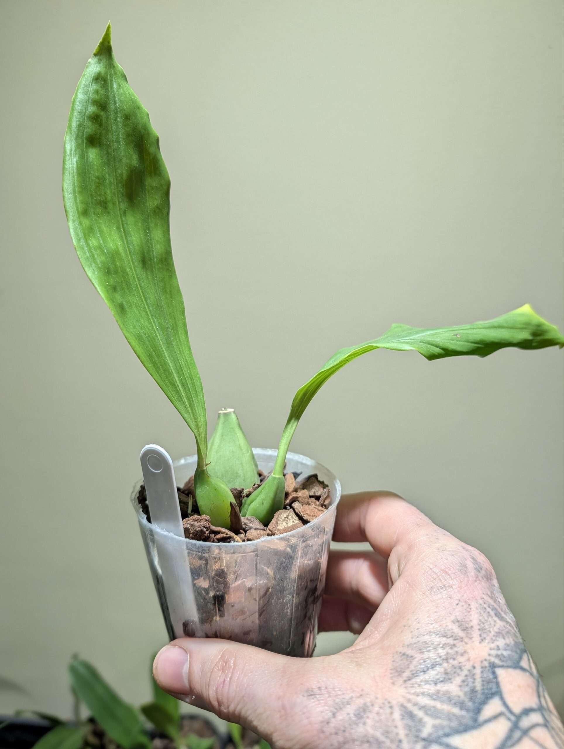 Coelogyne speciosa 7cm backbulb division