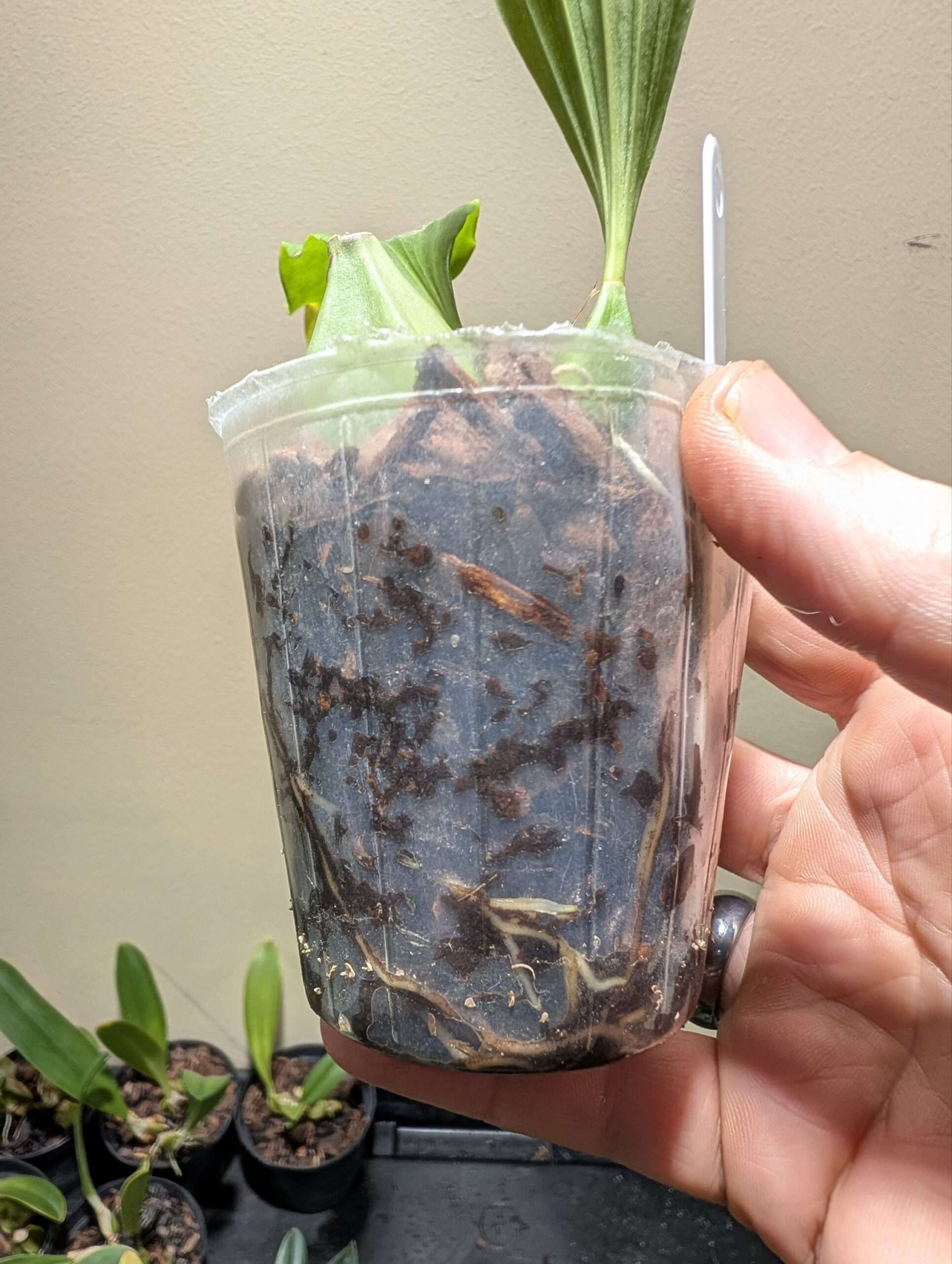 Coelogyne speciosa 7cm backbulb division - Image 3