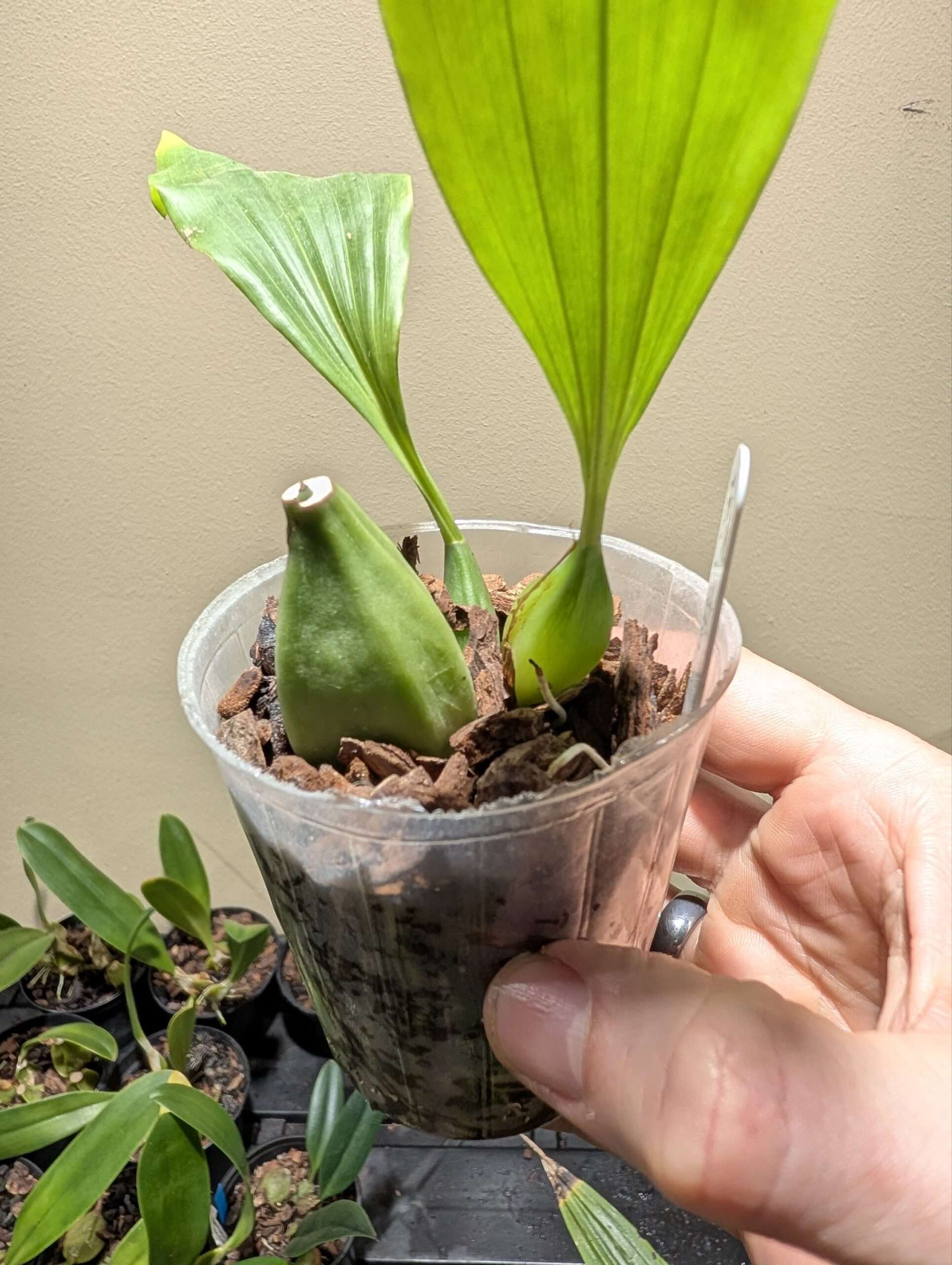 Coelogyne speciosa 7cm backbulb division - Image 2