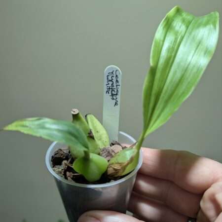 Coelogyne xyrekes ‘White’ 6cm backbulb division