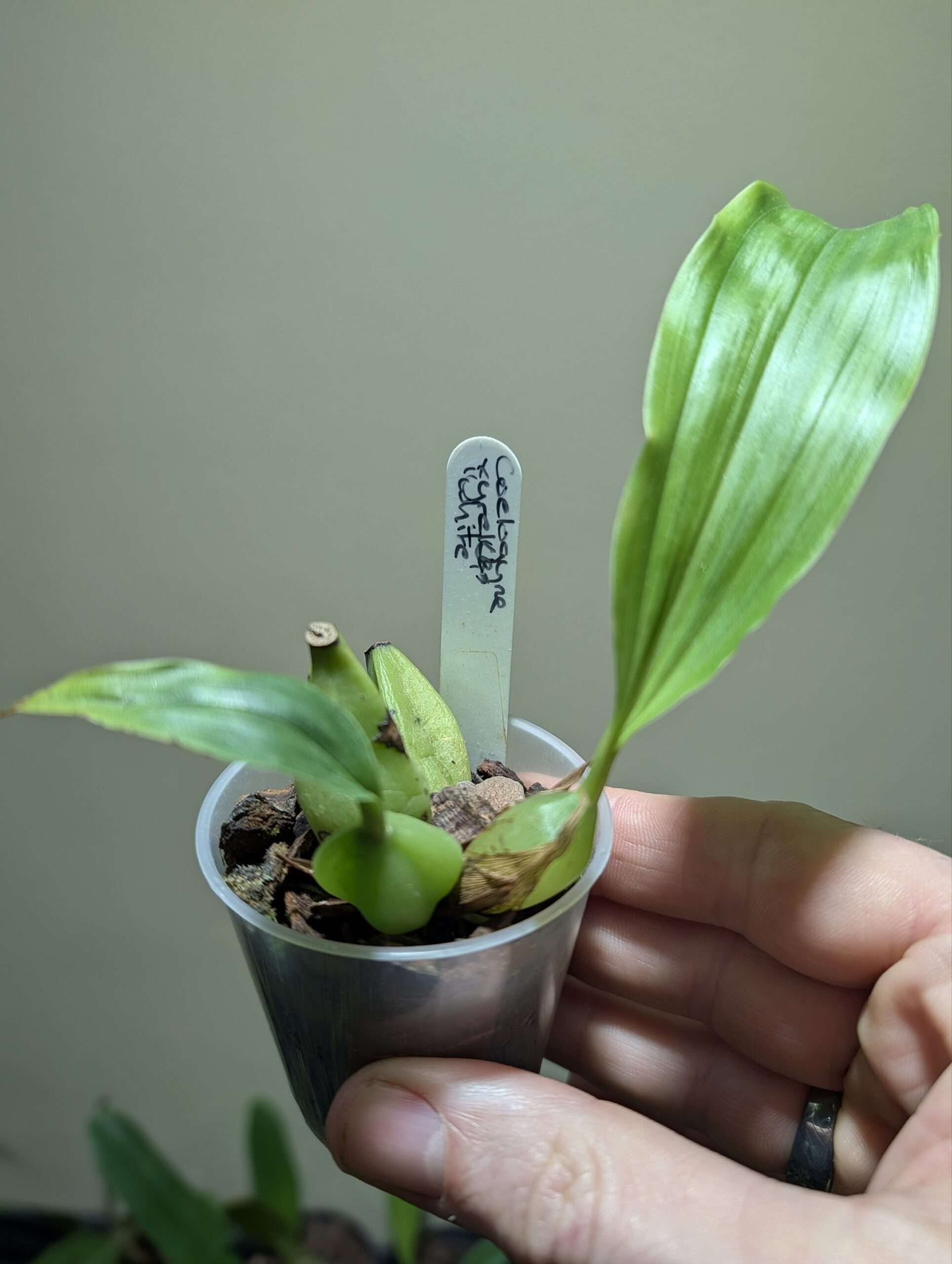 Coelogyne xyrekes ‘White’ 6cm backbulb division