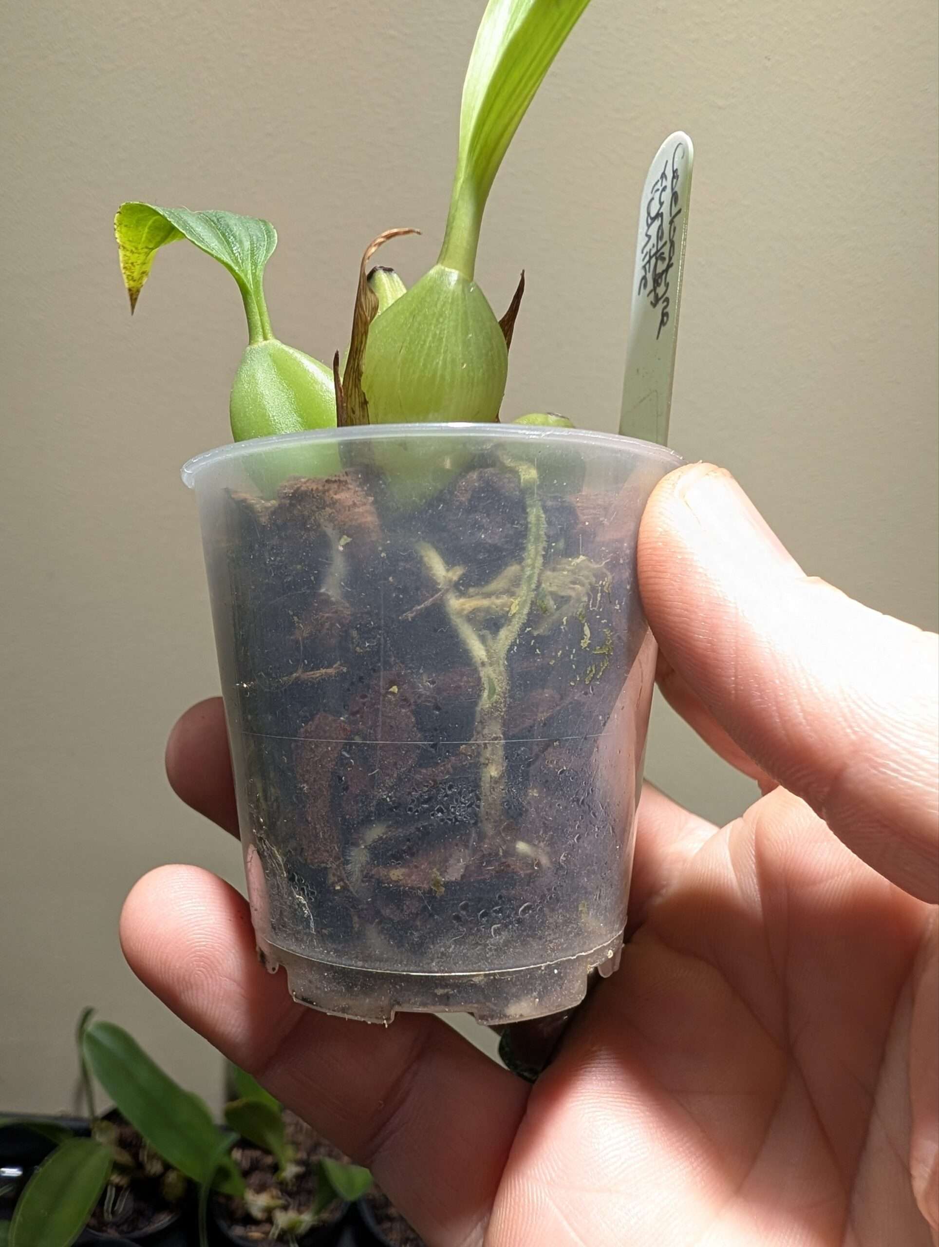 Coelogyne xyrekes ‘White’ 6cm backbulb division - Image 3