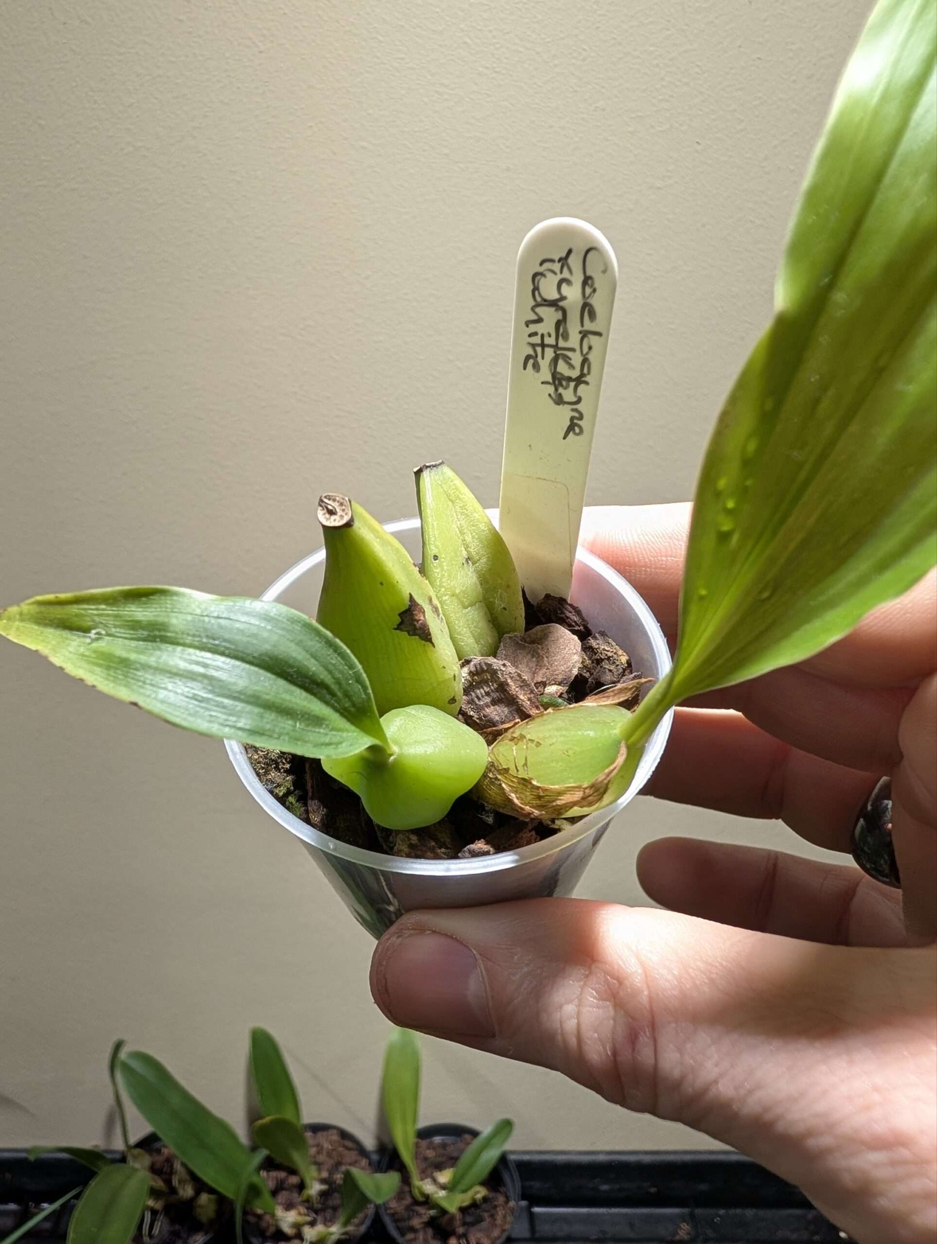 Coelogyne xyrekes ‘White’ 6cm backbulb division - Image 2