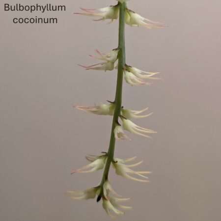 Bulbophyllum cocoinum 7cm