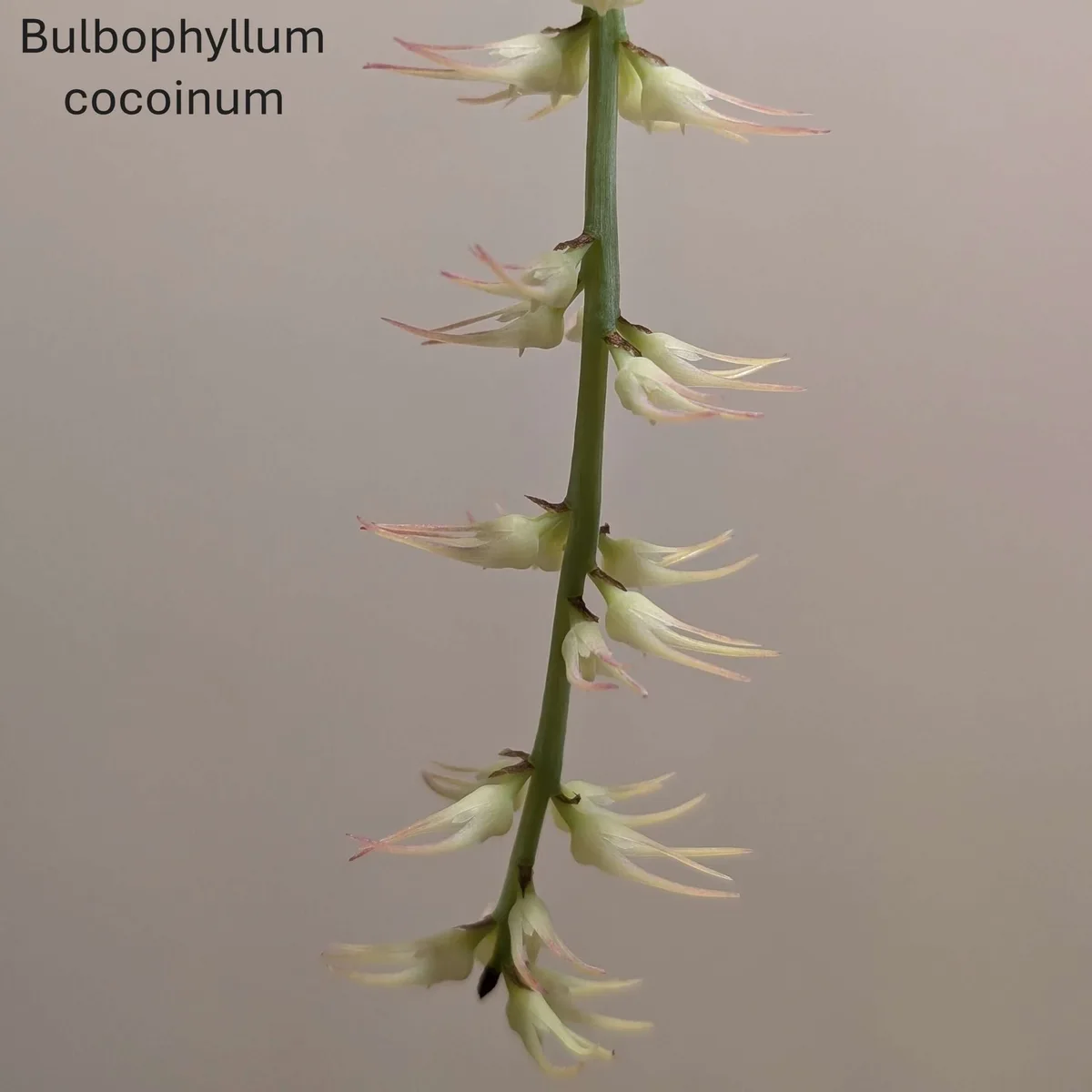 Bulbophyllum cocoinum 7cm
