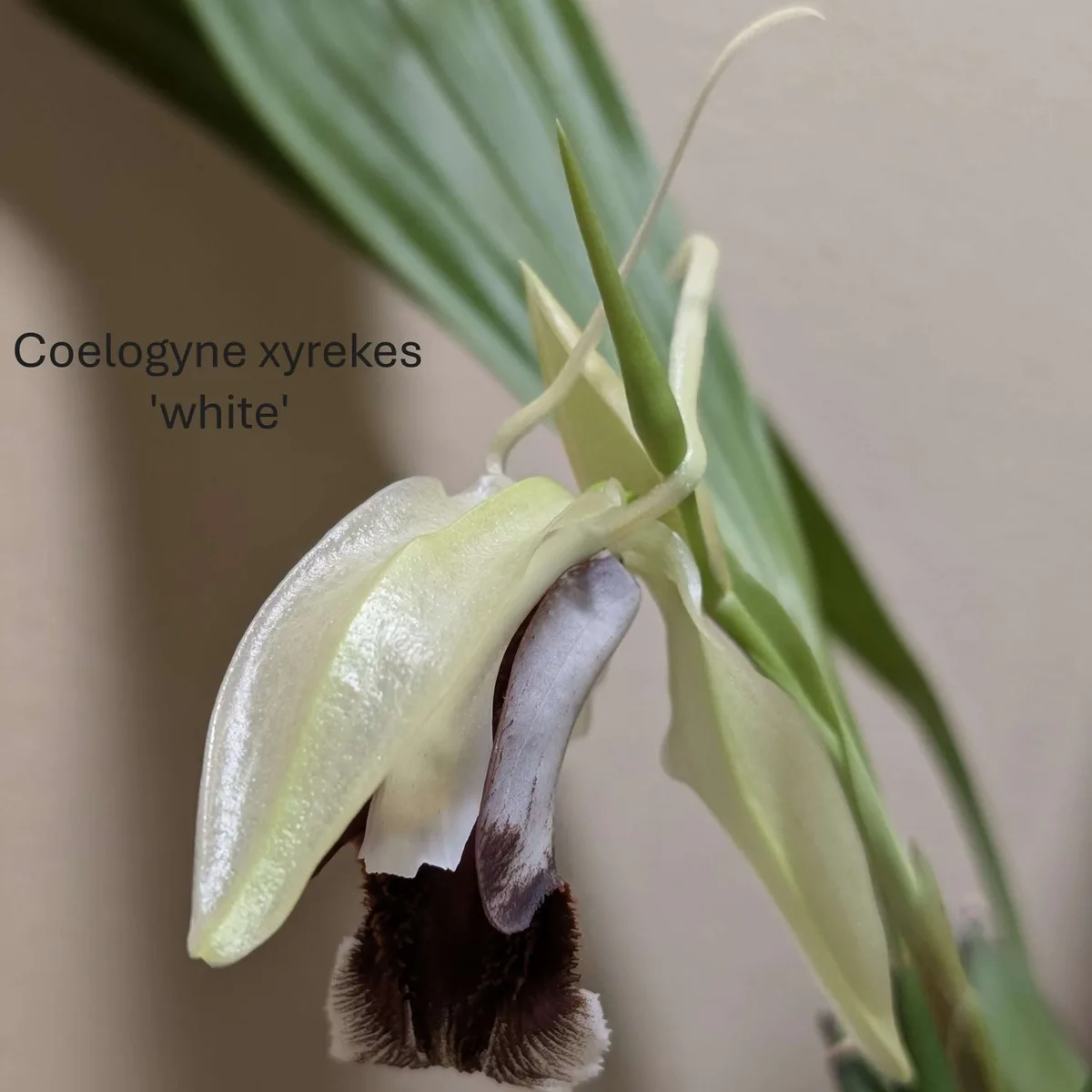 Coelogyne xyrekes ‘White’ 6cm backbulb division