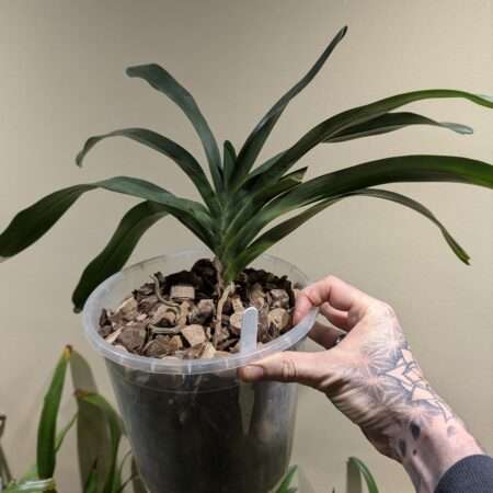 Angraecum Crestwood 'Tomorrow Star'