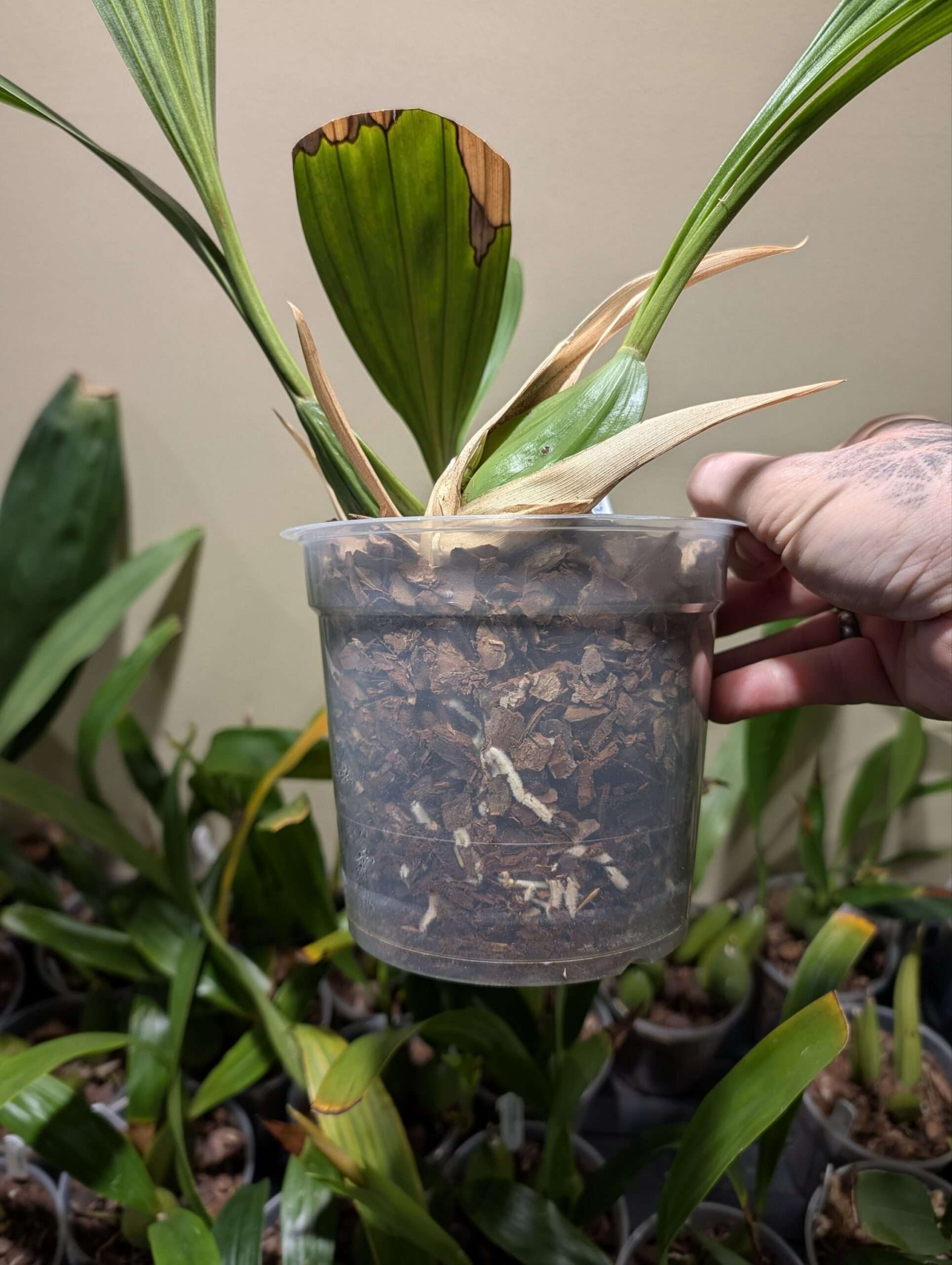 Coelogyne pandurata - Image 3